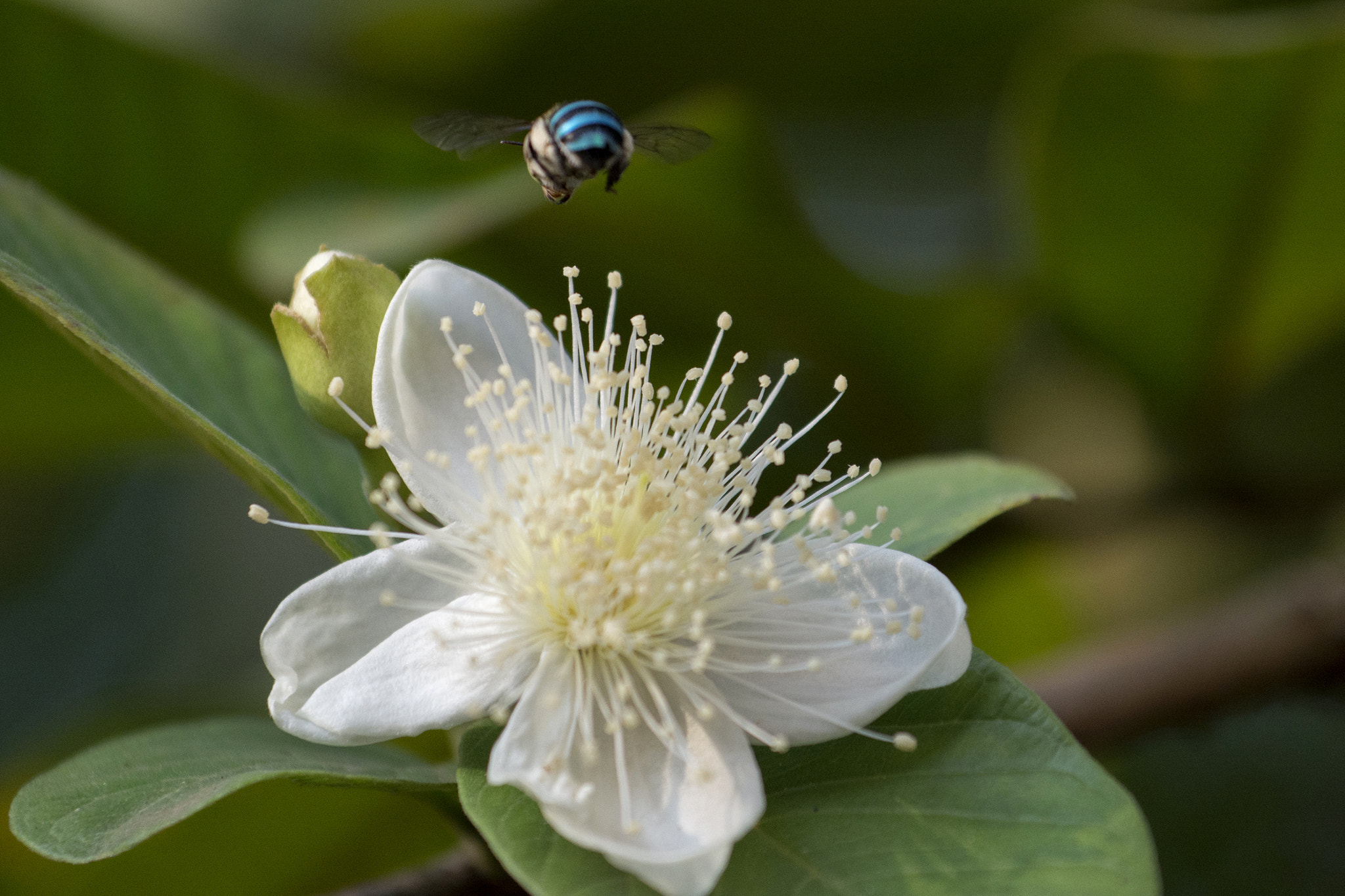Nikon AF-S Nikkor 70-200mm F4G ED VR sample photo. Flower photography