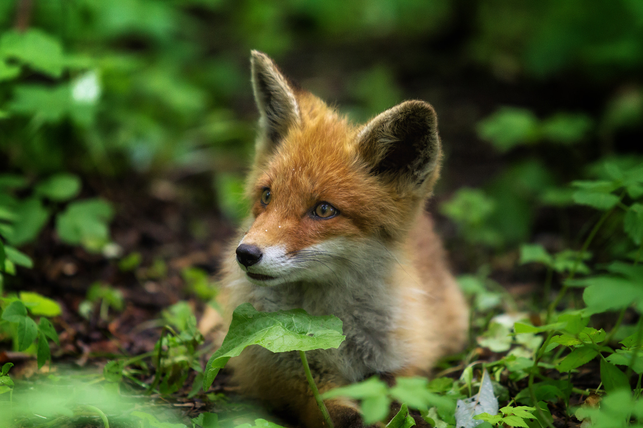 Canon EF 70-200mm F2.8L USM sample photo. Curious little fox photography