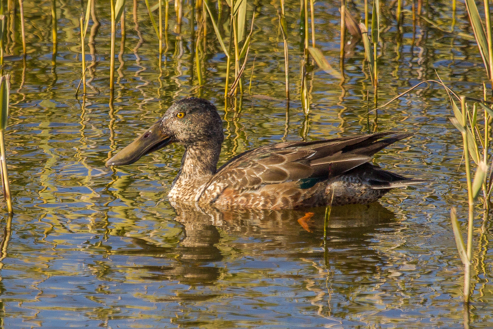 Canon EOS 60D + Canon EF 100-400mm F4.5-5.6L IS USM sample photo. Northern shoveler photography