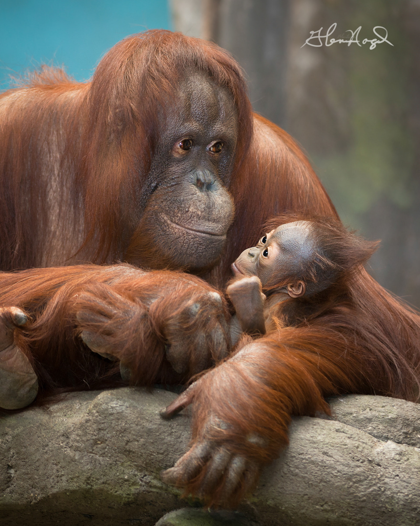 Nikon AF-S Nikkor 300mm F2.8G ED-IF VR sample photo. Mother with baby photography