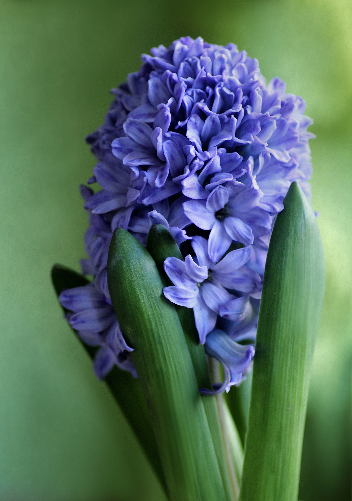 Canon EOS 60D + Tamron SP AF 90mm F2.8 Di Macro sample photo. Hiacynt photography