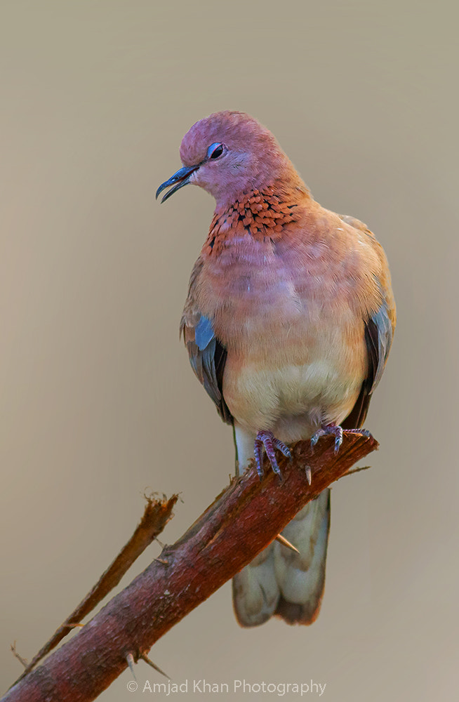 Canon EOS 70D + Canon EF 400mm F5.6L USM sample photo. Laughing dove photography