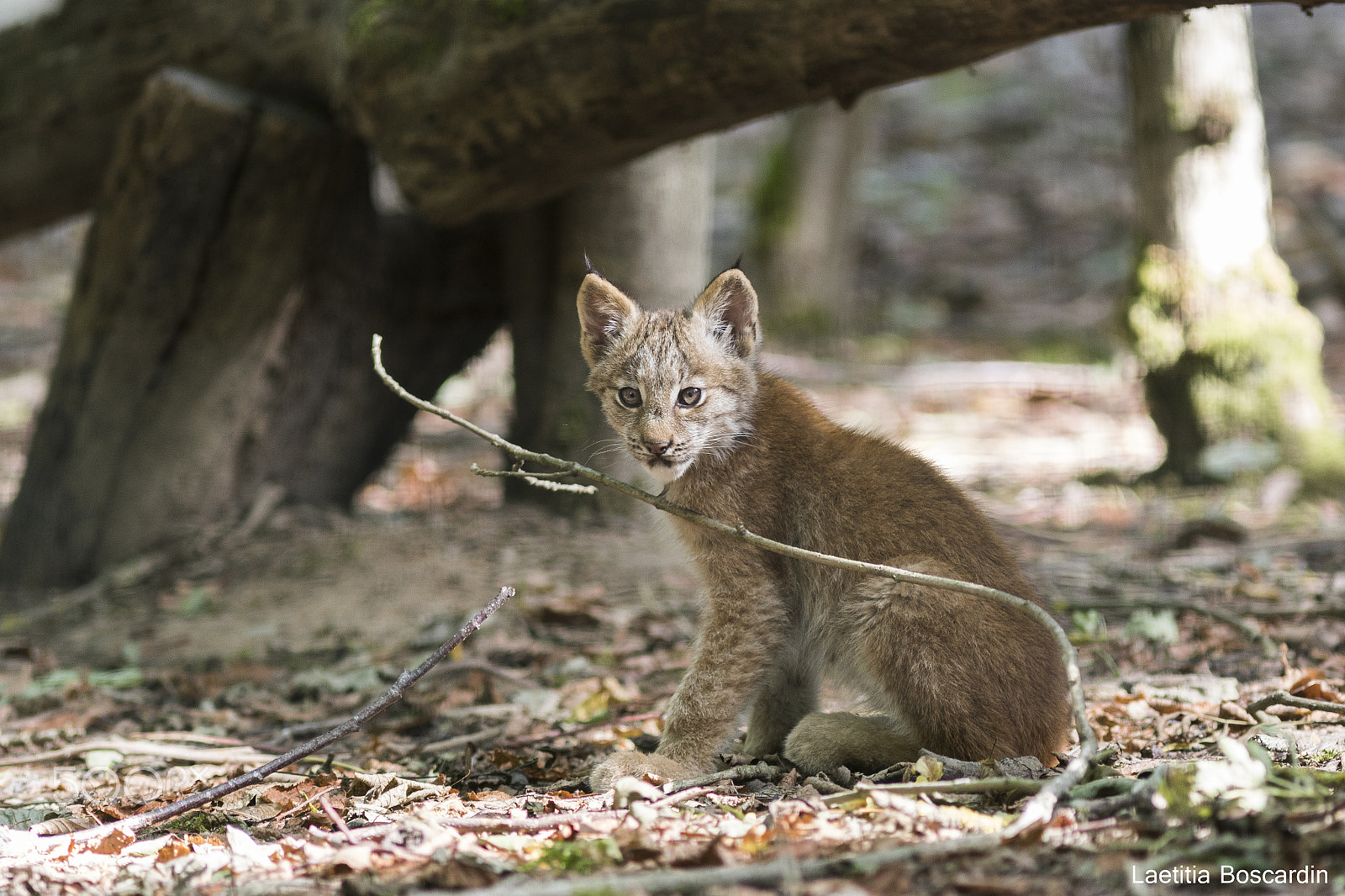 Canon EF 300mm F4L IS USM sample photo. Lynx photography