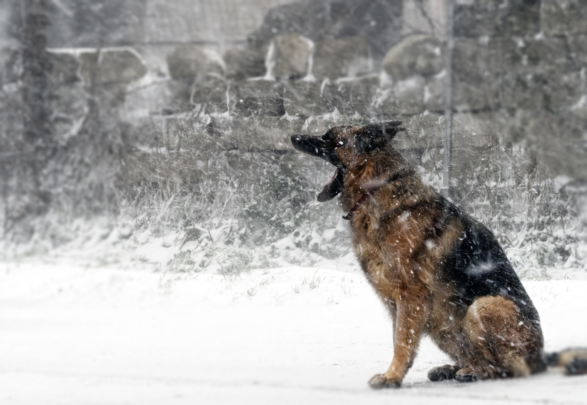 Olympus OM-D E-M5 II + Olympus M.Zuiko Digital ED 40-150mm F2.8 Pro sample photo. Winter_dog photography