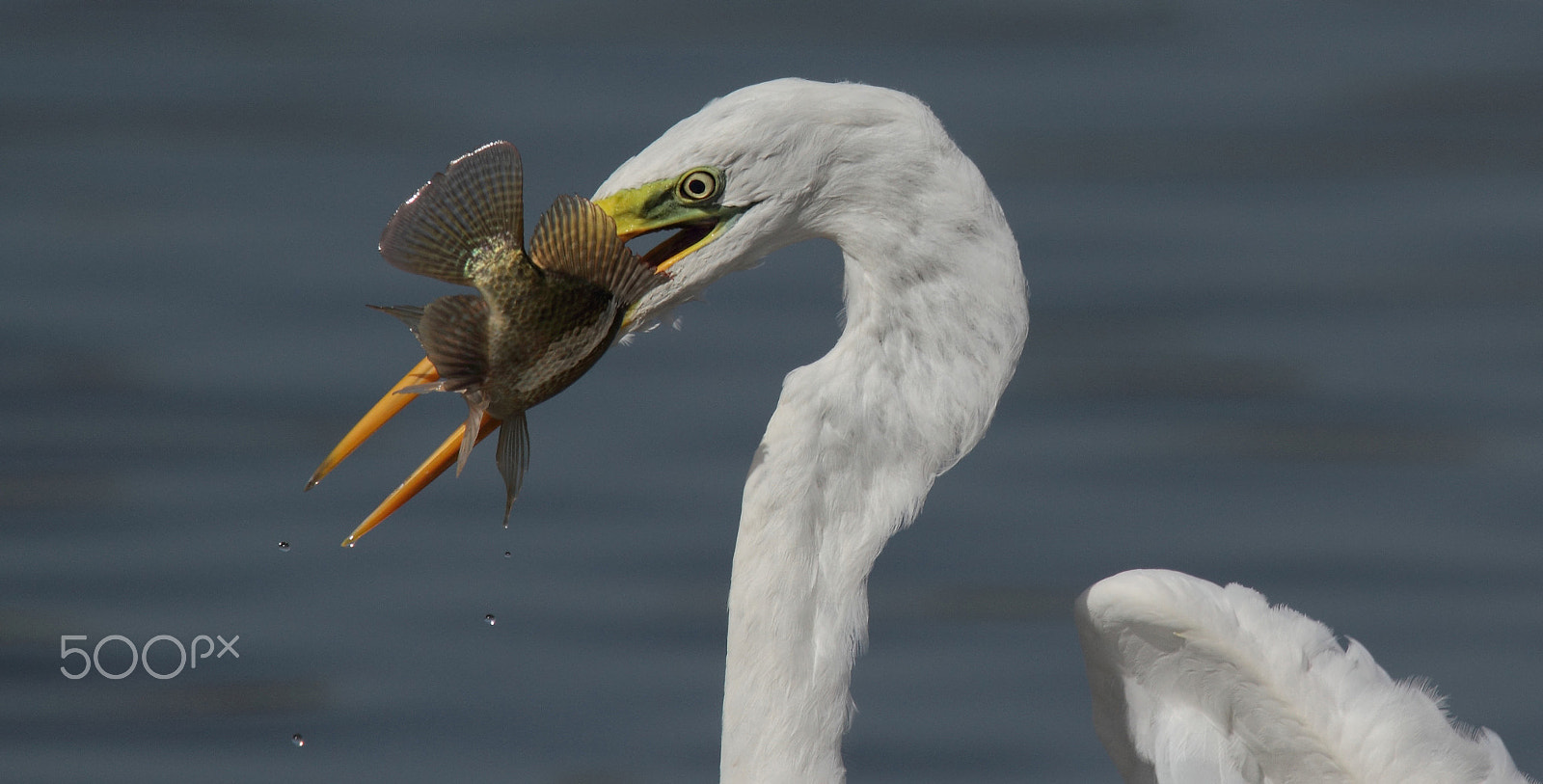 Tamron SP 150-600mm F5-6.3 Di VC USD sample photo. Great egret with fish ... photography