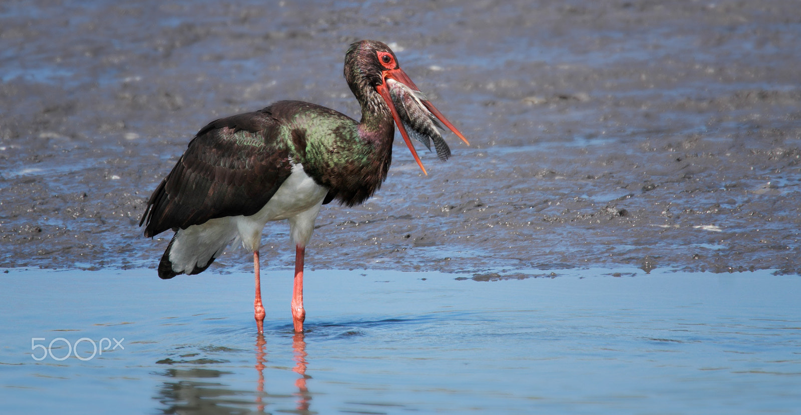 Tamron SP 150-600mm F5-6.3 Di VC USD sample photo. Black stork ... photography