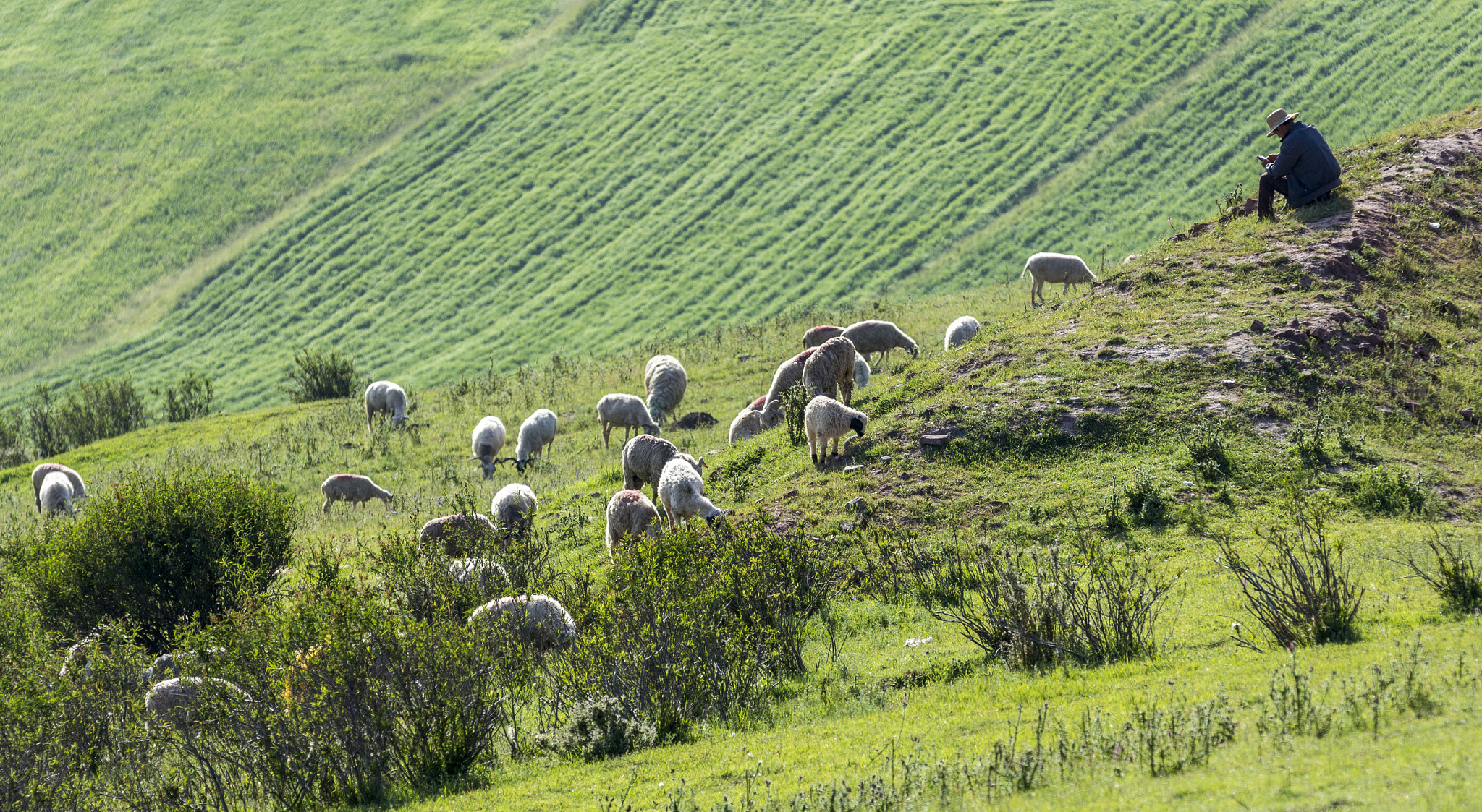 Canon EF 70-200mm F2.8L IS II USM sample photo. Shepherd with his sheep on pasture in tilbet. photography