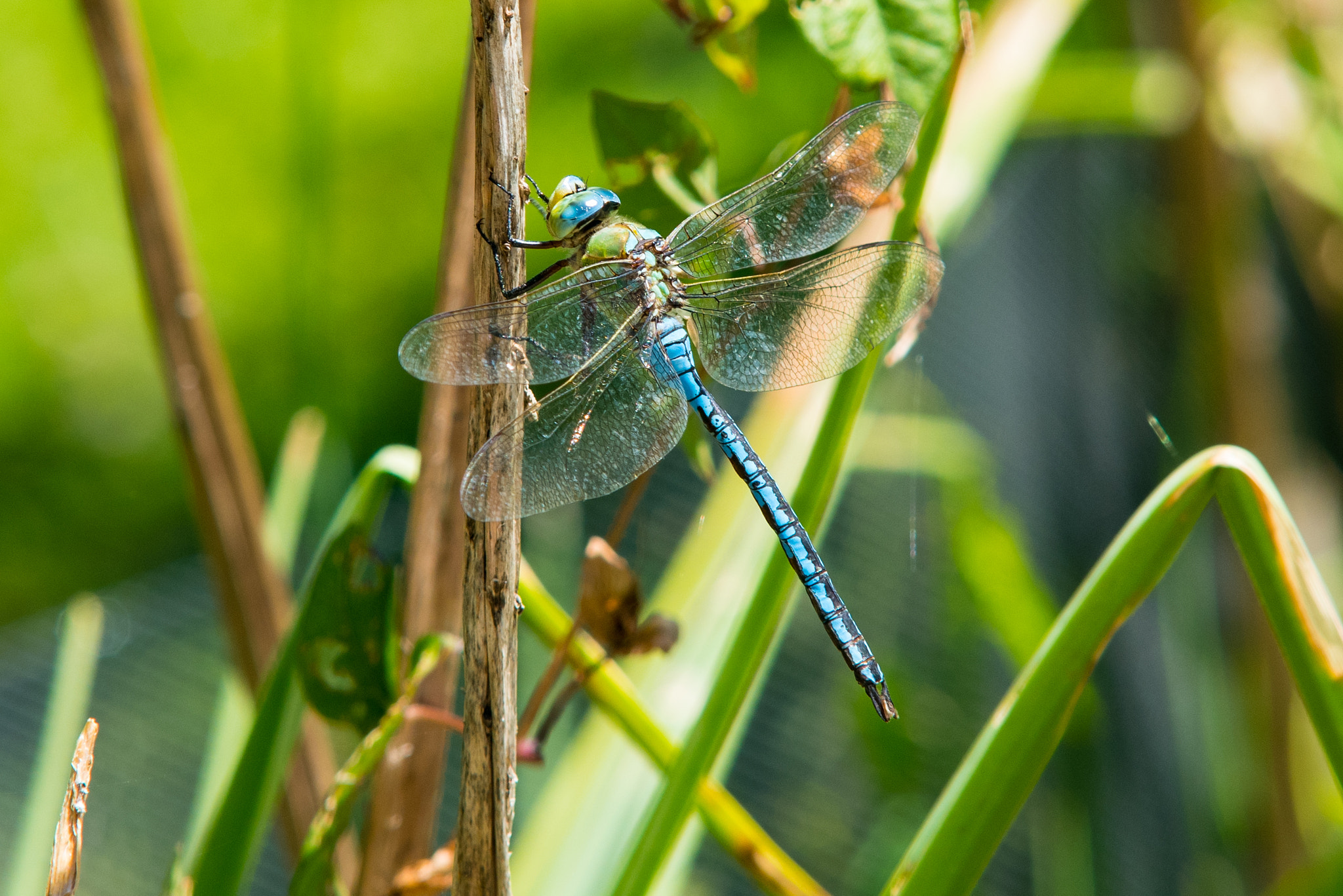 Sigma 70-200mm F2.8 EX DG Macro HSM II sample photo. Sunbathe photography