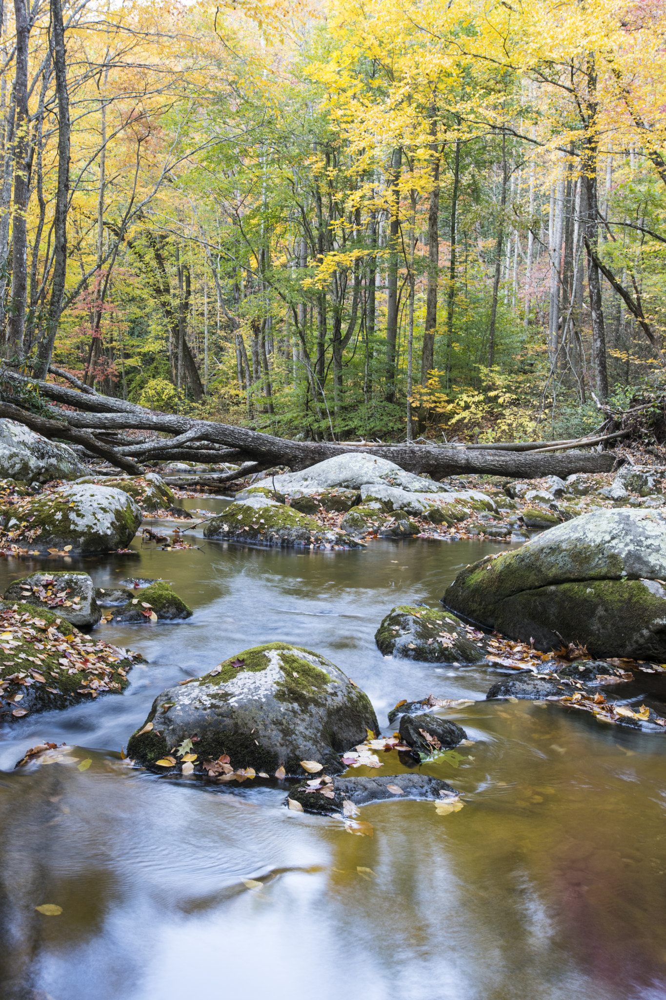 Nikon D810 sample photo. River photography