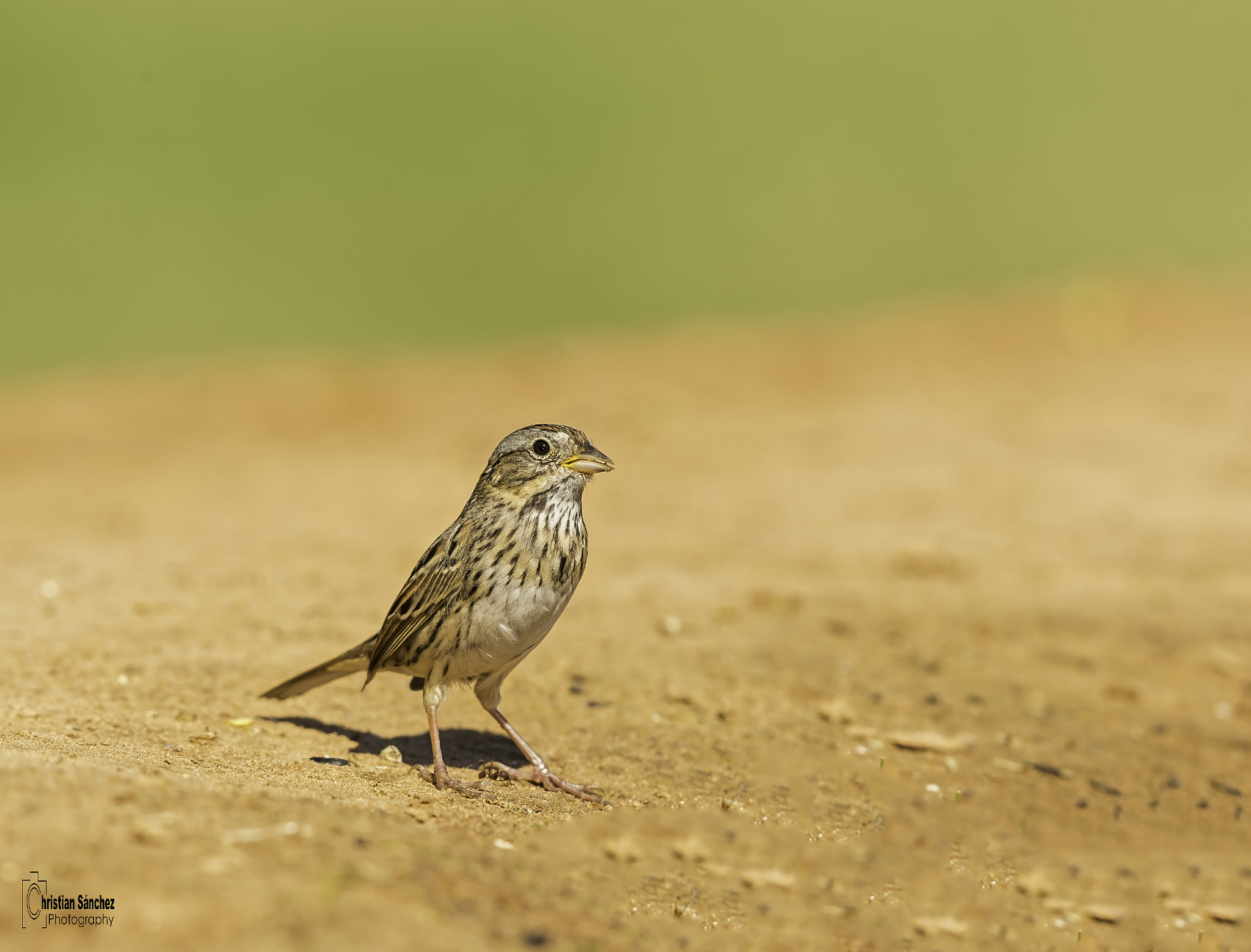 Nikon D4 + Nikon AF-S Nikkor 600mm F4G ED VR sample photo. Editar photography