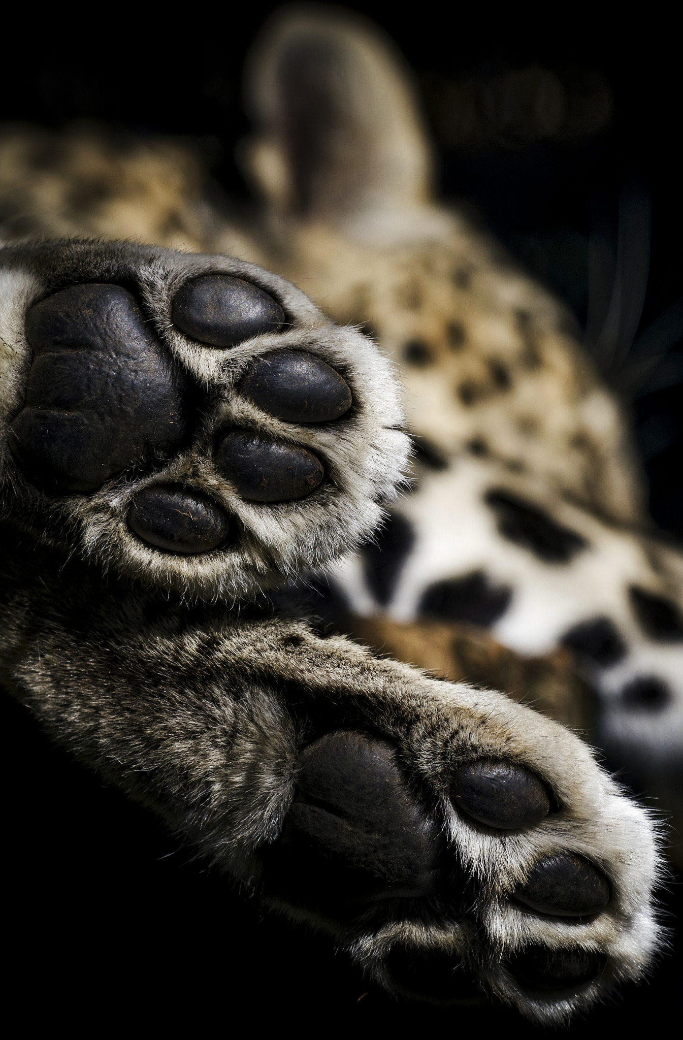 Nikon AF-S Nikkor 200-500mm F5.6E ED VR sample photo. Cheetah sleeping photography