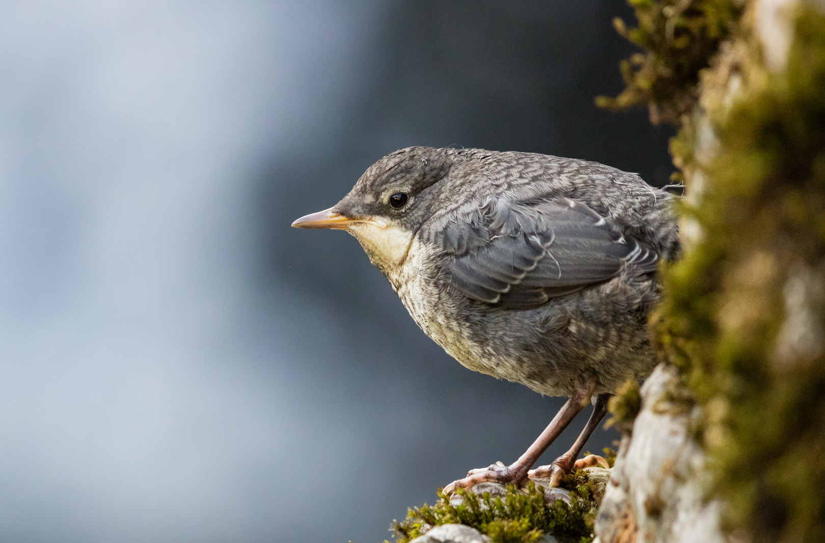 Canon EF 600mm F4L IS II USM sample photo. Cincle plongeur photography
