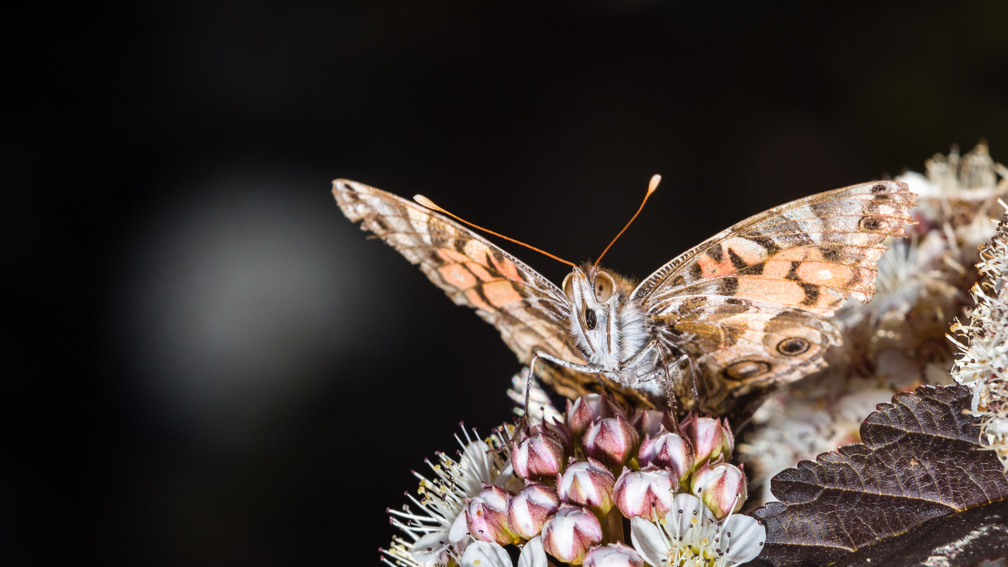 Canon EF 70-200mm F2.8L USM sample photo. To fly or not, that is the question photography