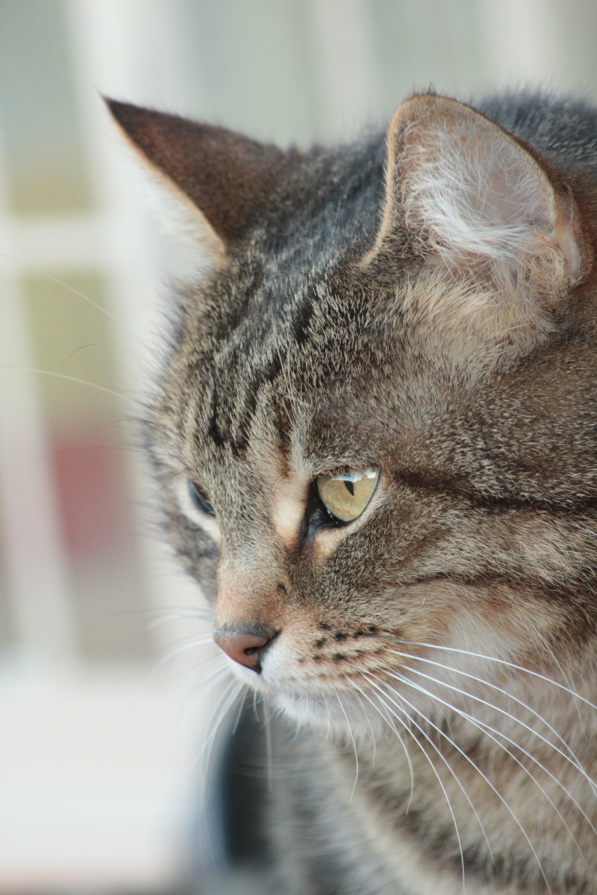 Canon EOS 1200D (EOS Rebel T5 / EOS Kiss X70 / EOS Hi) sample photo. Copia photography