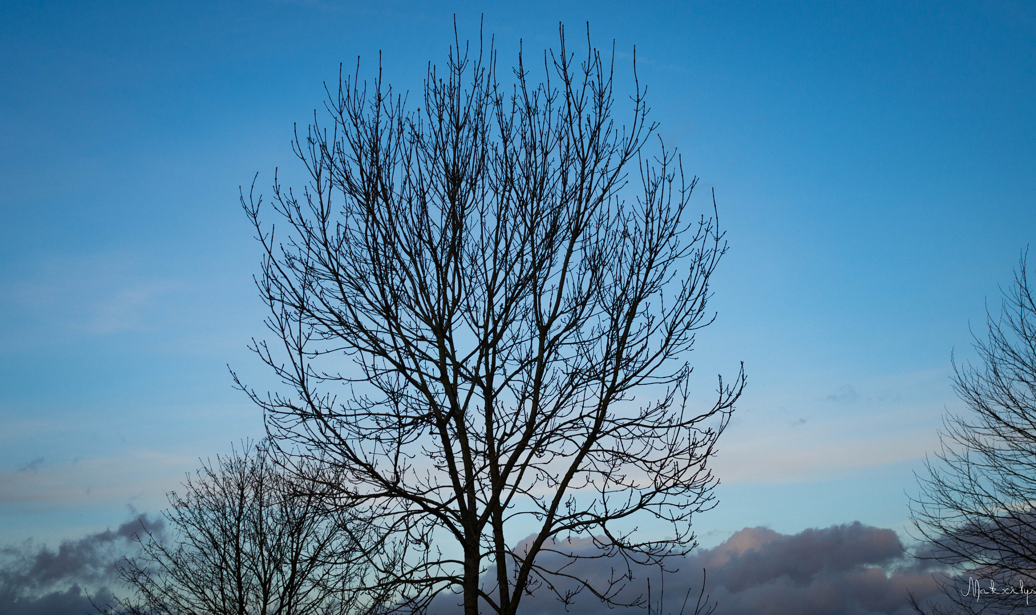 Sigma 30mm F2.8 DN Art sample photo. Tree in the shade or the shade of the tree photography