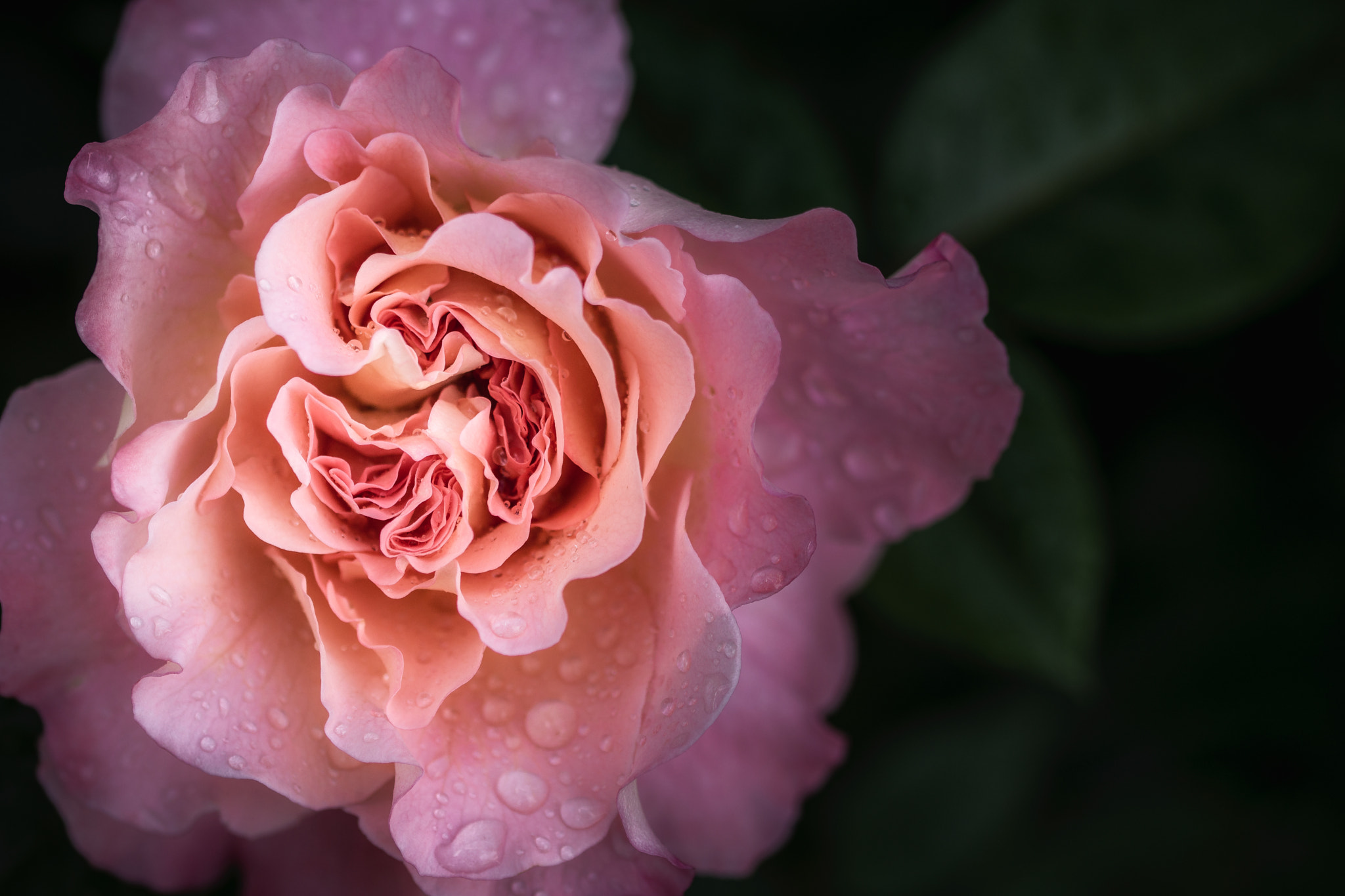 Sony SLT-A65 (SLT-A65V) + 90mm F2.8 Macro SSM sample photo. Purple rain photography