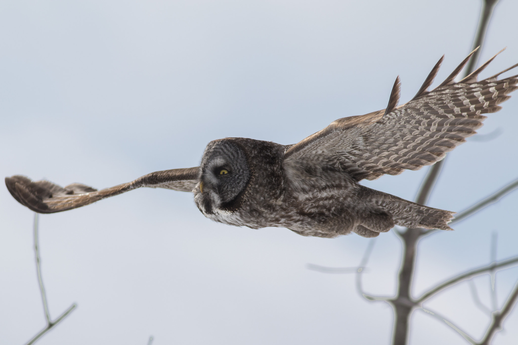 Canon EOS 70D + Canon EF 300mm F4L IS USM sample photo. Chouette lapone l  great grey owl photography