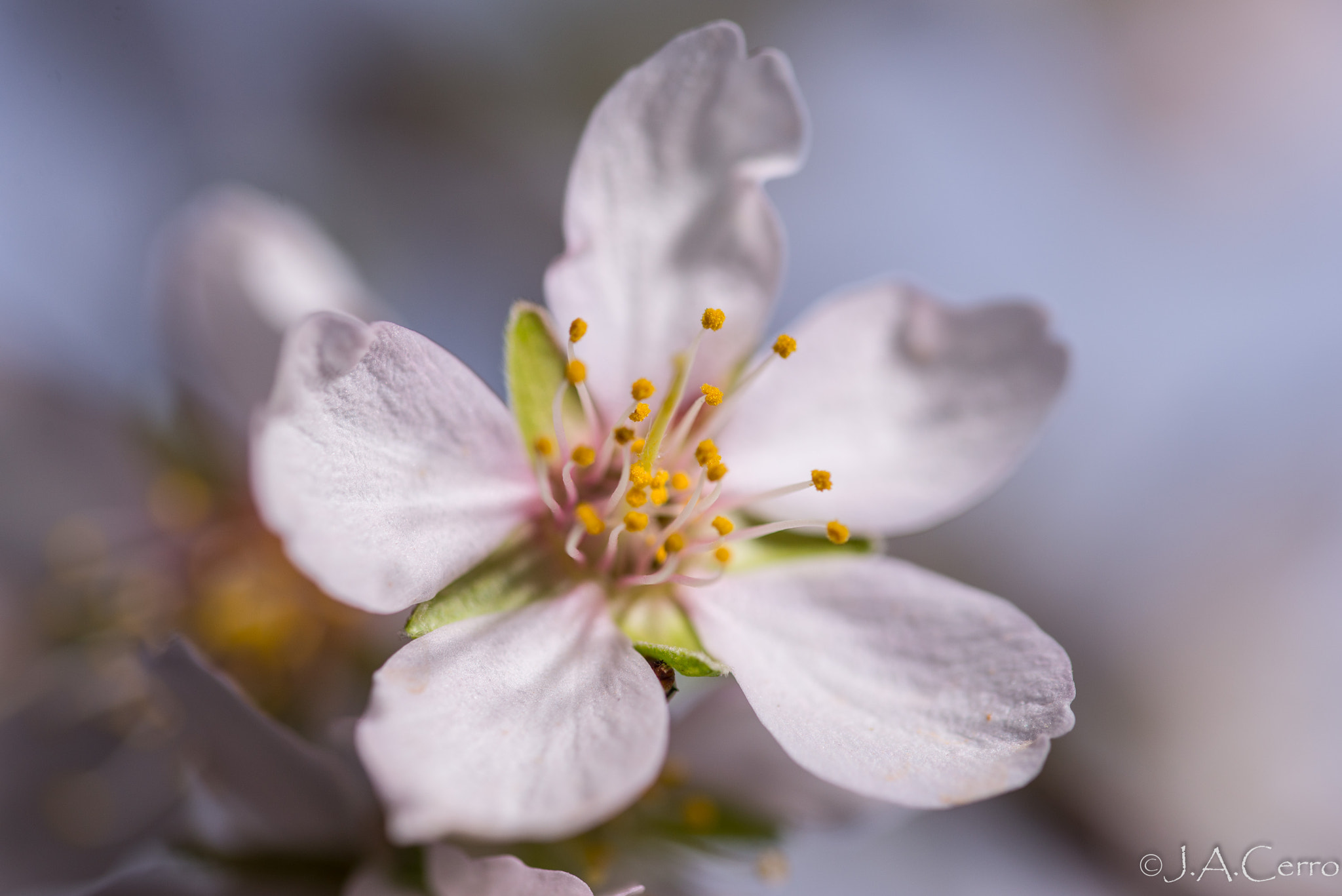 Sigma 105mm F2.8 EX DG OS HSM sample photo. Flor del almendro photography