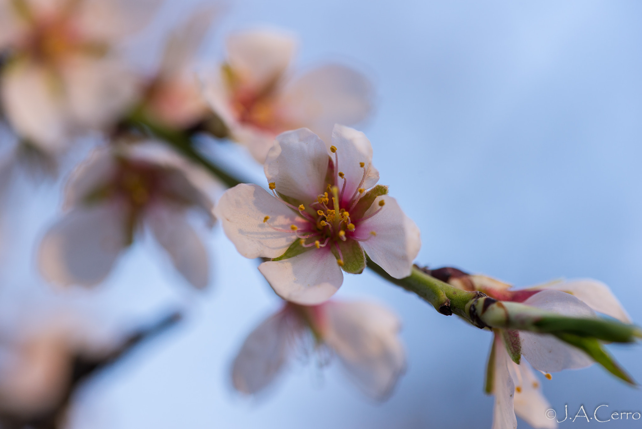 Sigma 105mm F2.8 EX DG OS HSM sample photo. Flores del almendro photography