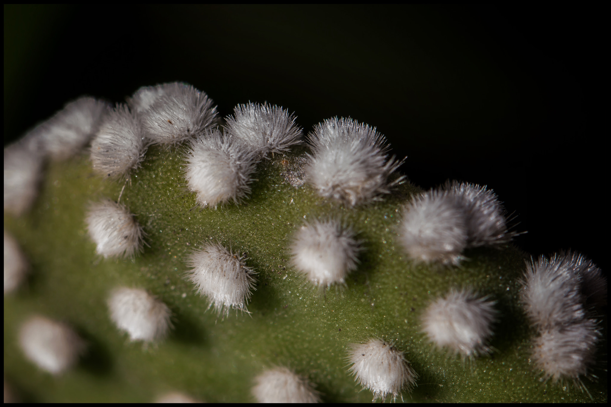 Canon EF 100mm F2.8L Macro IS USM sample photo. Close cactus photography