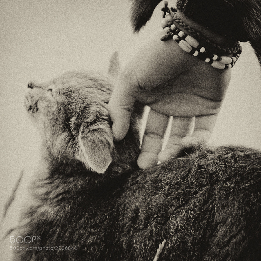 A Cat Is a Cat II by Jens Klettenheimer