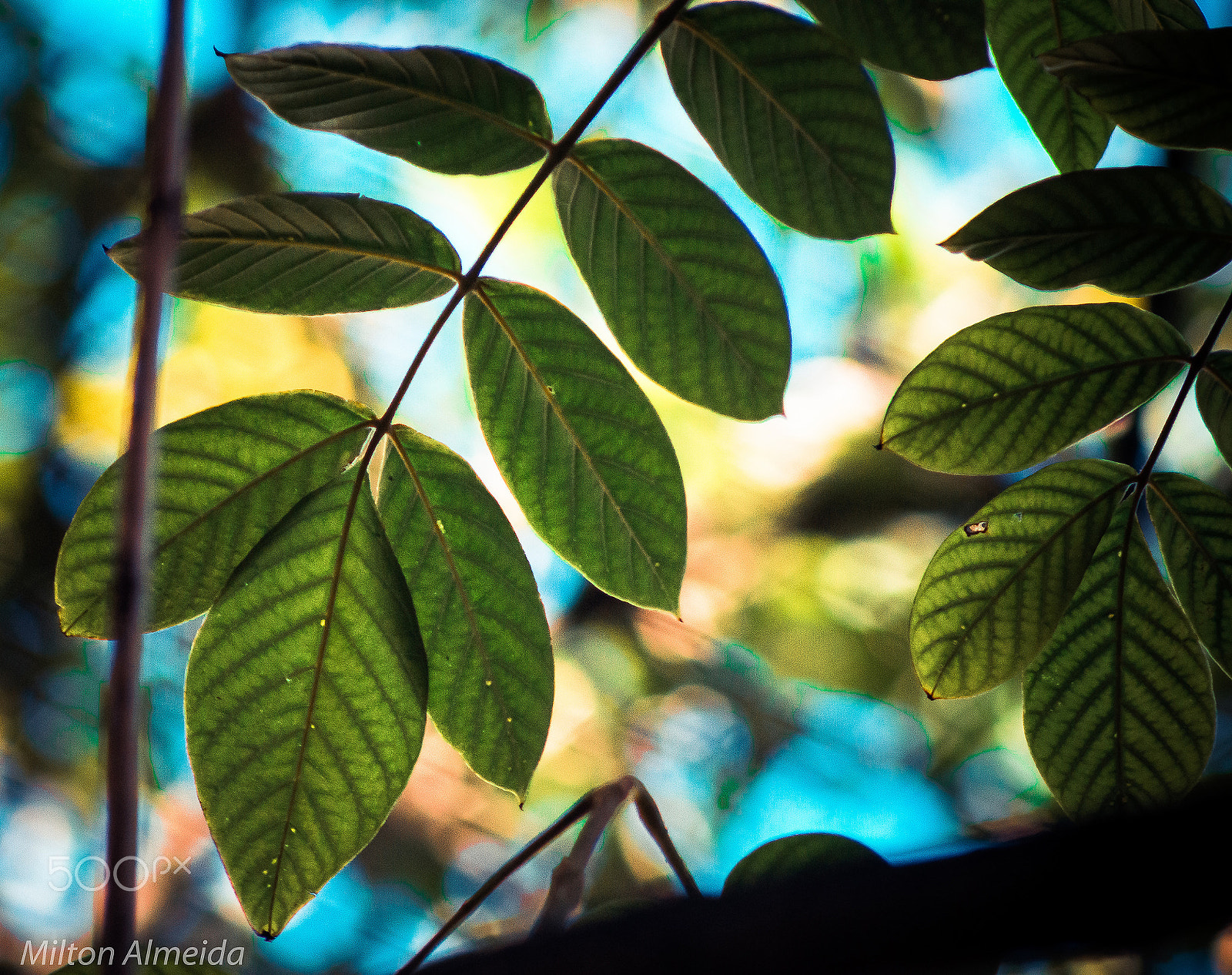 Nikon D3200 sample photo. Garden colors photography