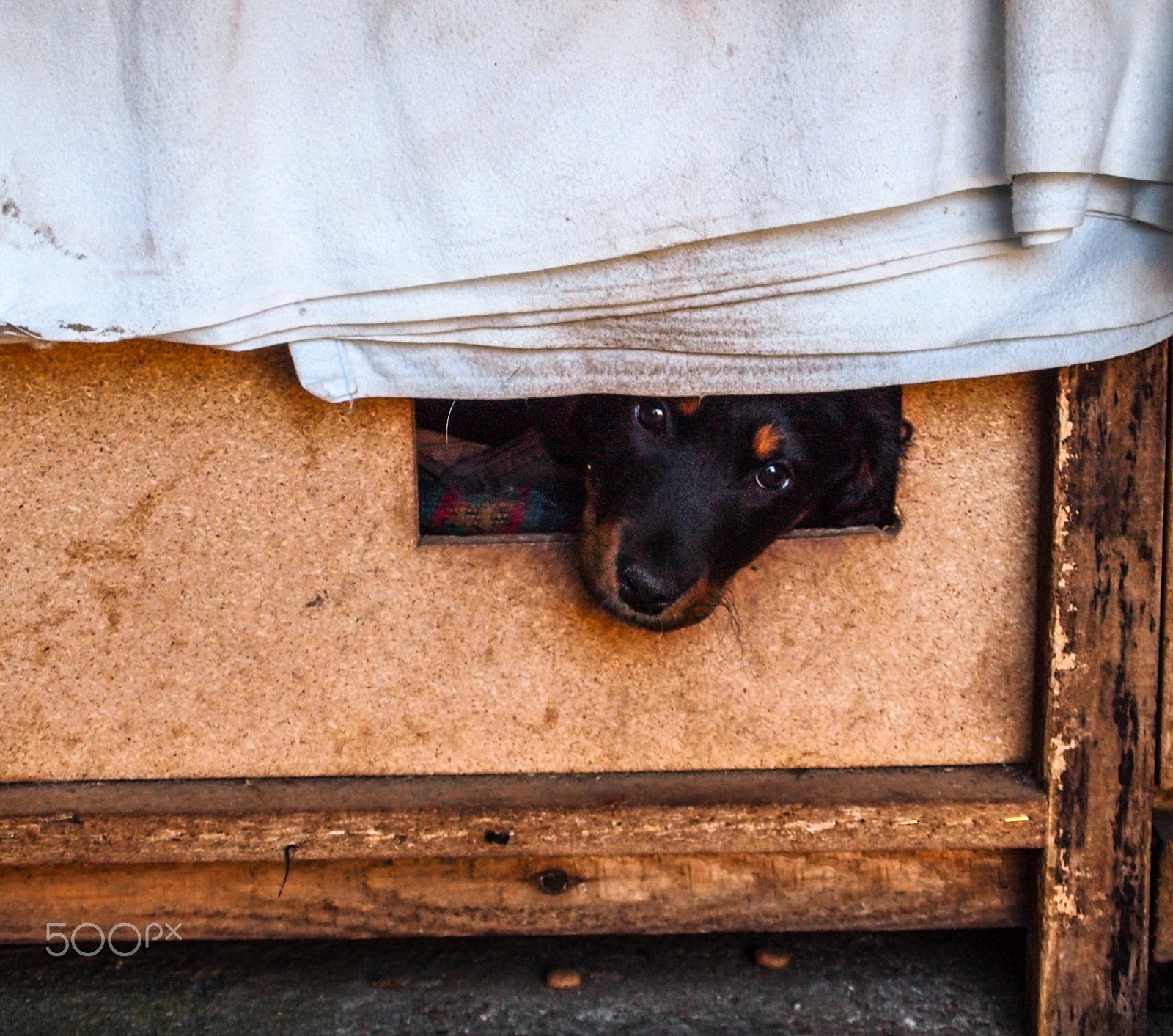Olympus PEN E-PL1 sample photo. Mici photography