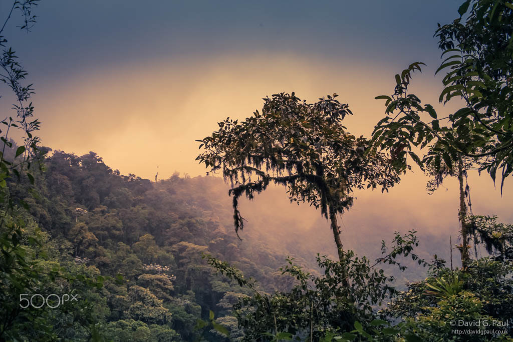 Canon EOS 5D Mark II + Canon EF 28-135mm F3.5-5.6 IS USM sample photo. Bellavista cloud forest at dusk photography