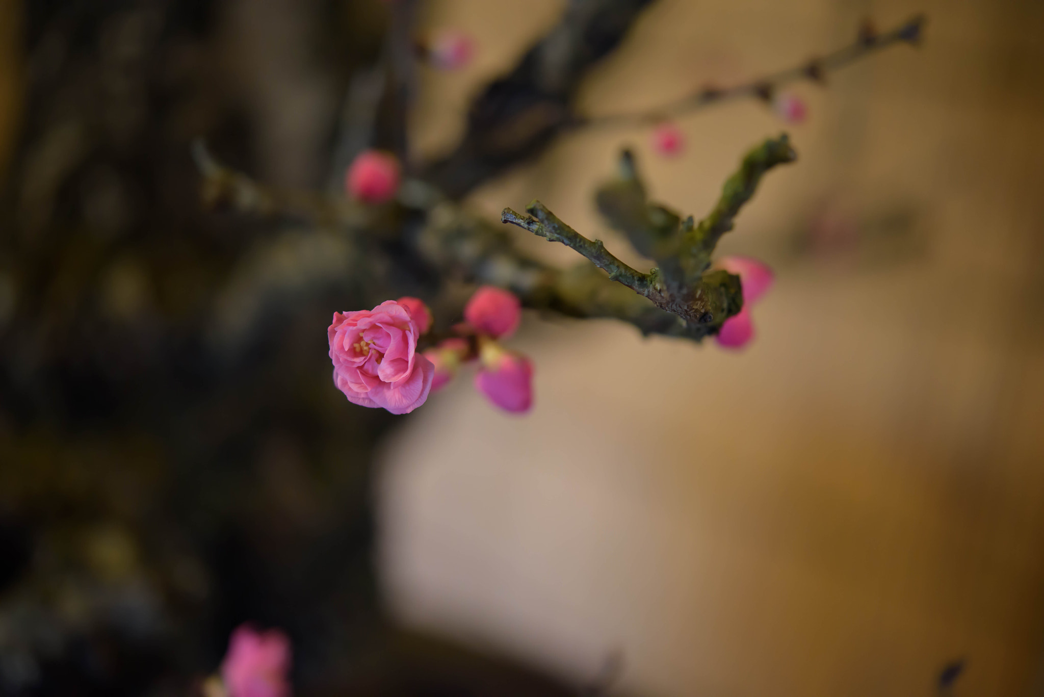Nikon D810 sample photo. Bonbai (bonsai of japanese apricot tree) photography