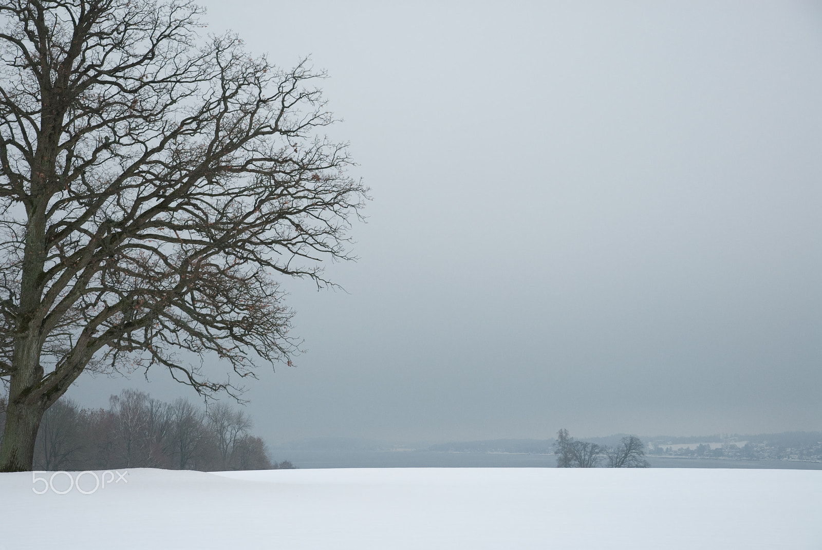 Nikon D200 sample photo. Oak photography