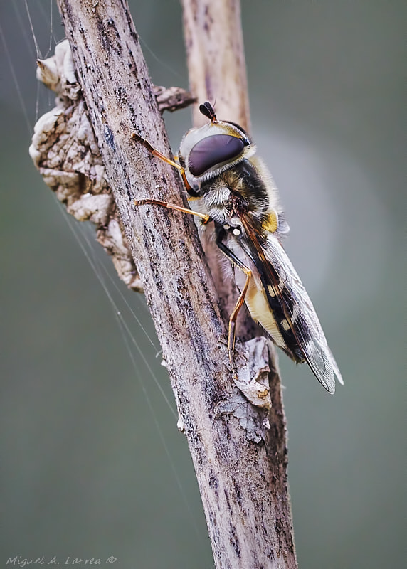 Sony ILCA-77M2 + Tamron SP AF 90mm F2.8 Di Macro sample photo. Syrphid photography