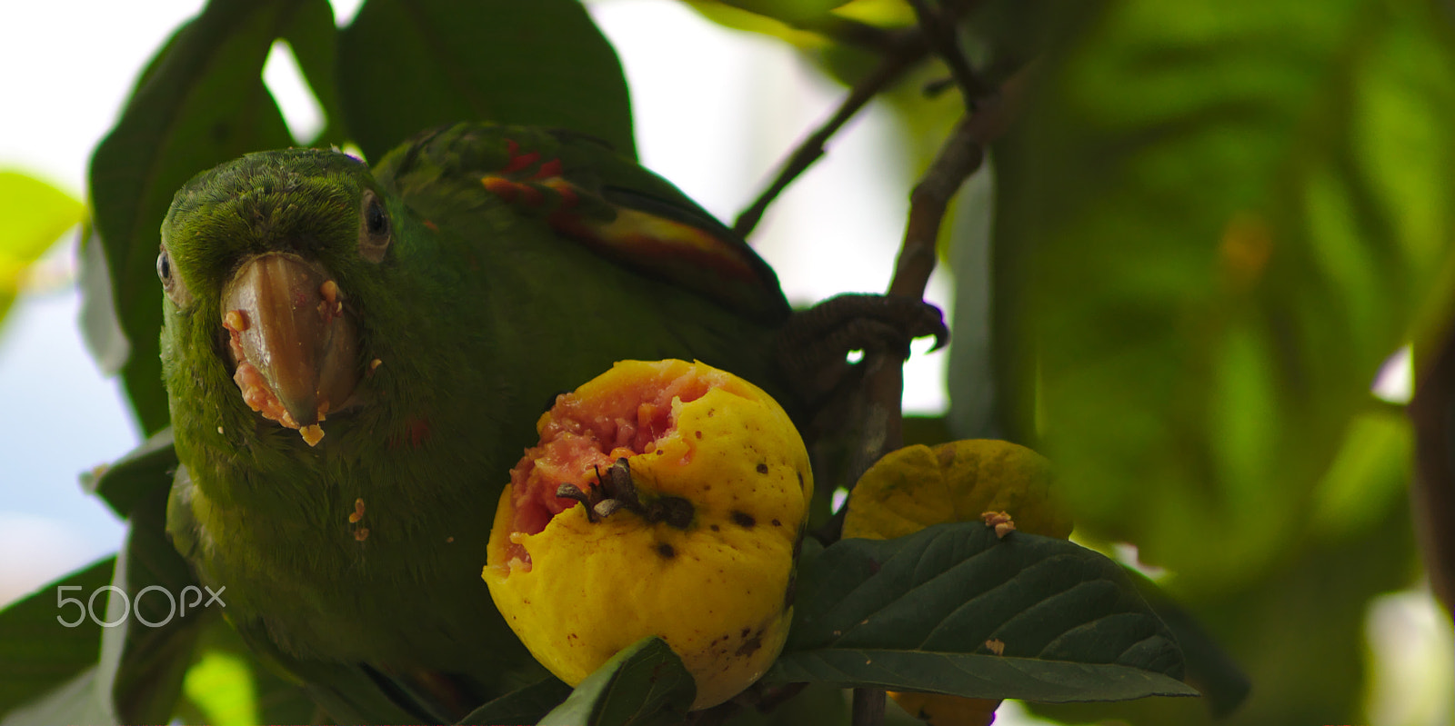 Nikon AF Nikkor 70-300mm F4-5.6G sample photo. Parrotloveguavayet photography