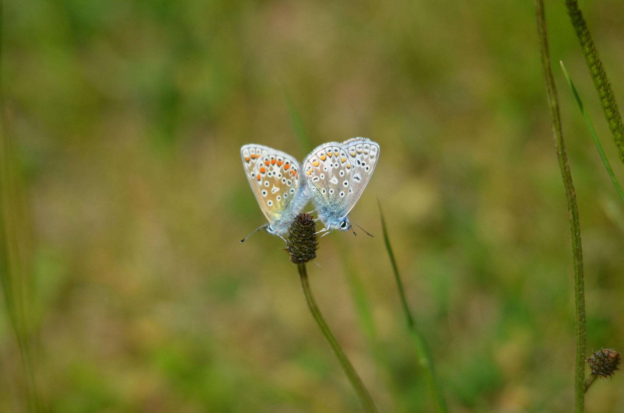 Nikon D5100 + Sigma 150-500mm F5-6.3 DG OS HSM sample photo. Mating common blue's  photography