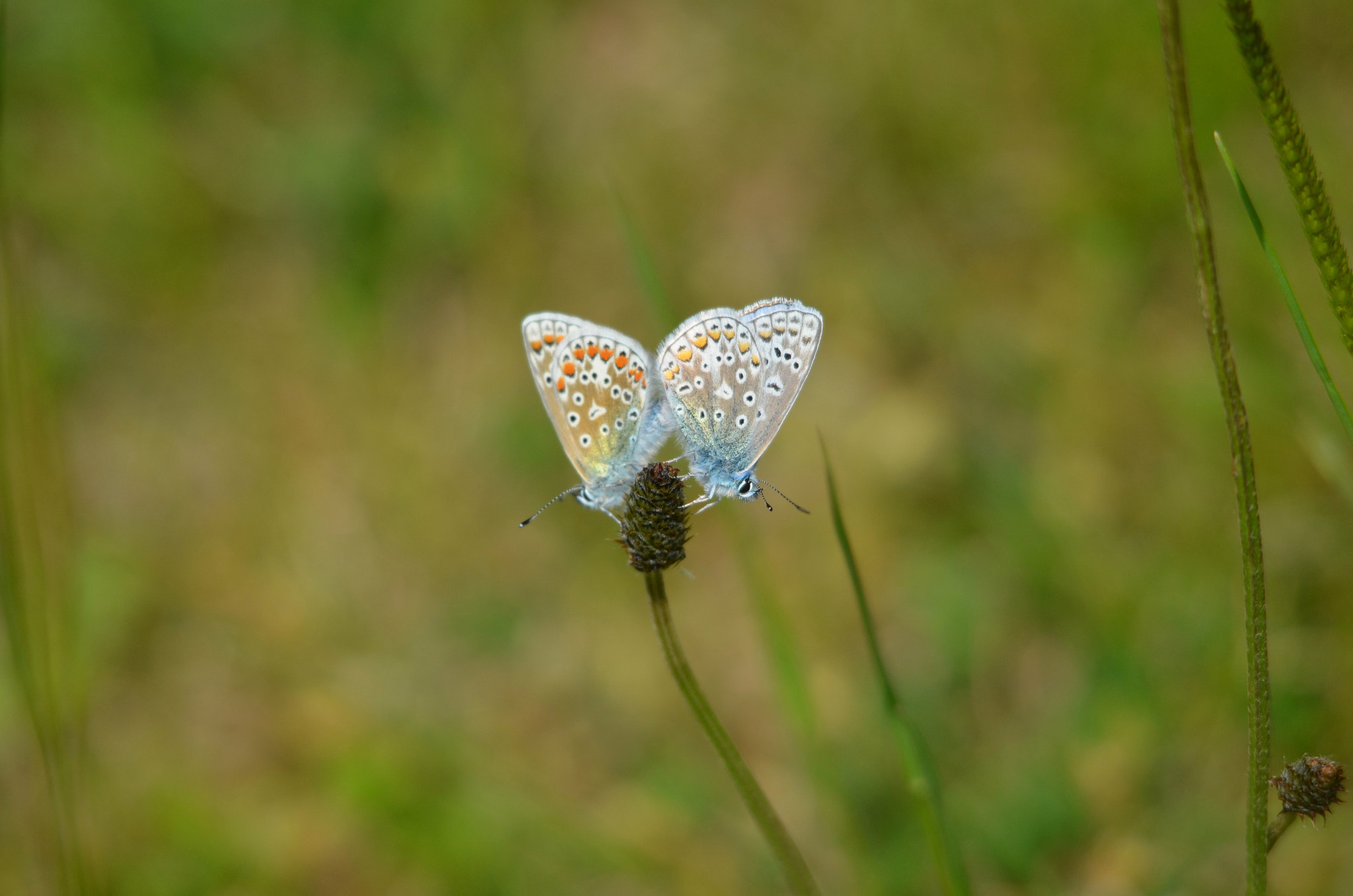 Sigma 150-500mm F5-6.3 DG OS HSM sample photo. Mating common blue's  photography