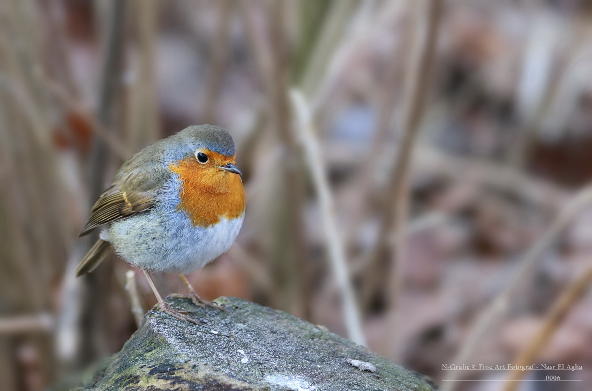 Canon EF 70-300mm F4-5.6 IS USM sample photo. European robin photography