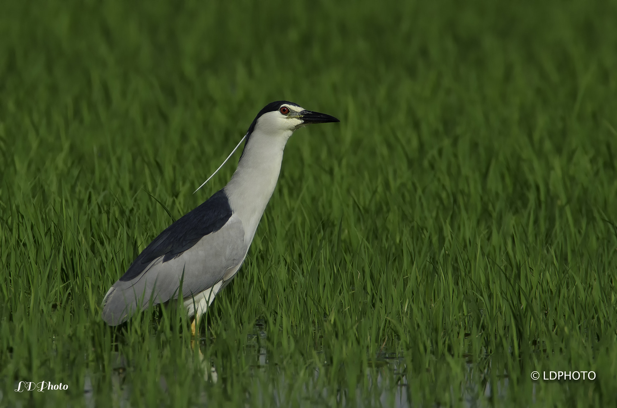 Nikon AF-S Nikkor 300mm F2.8G ED VR II sample photo. Night heron photography