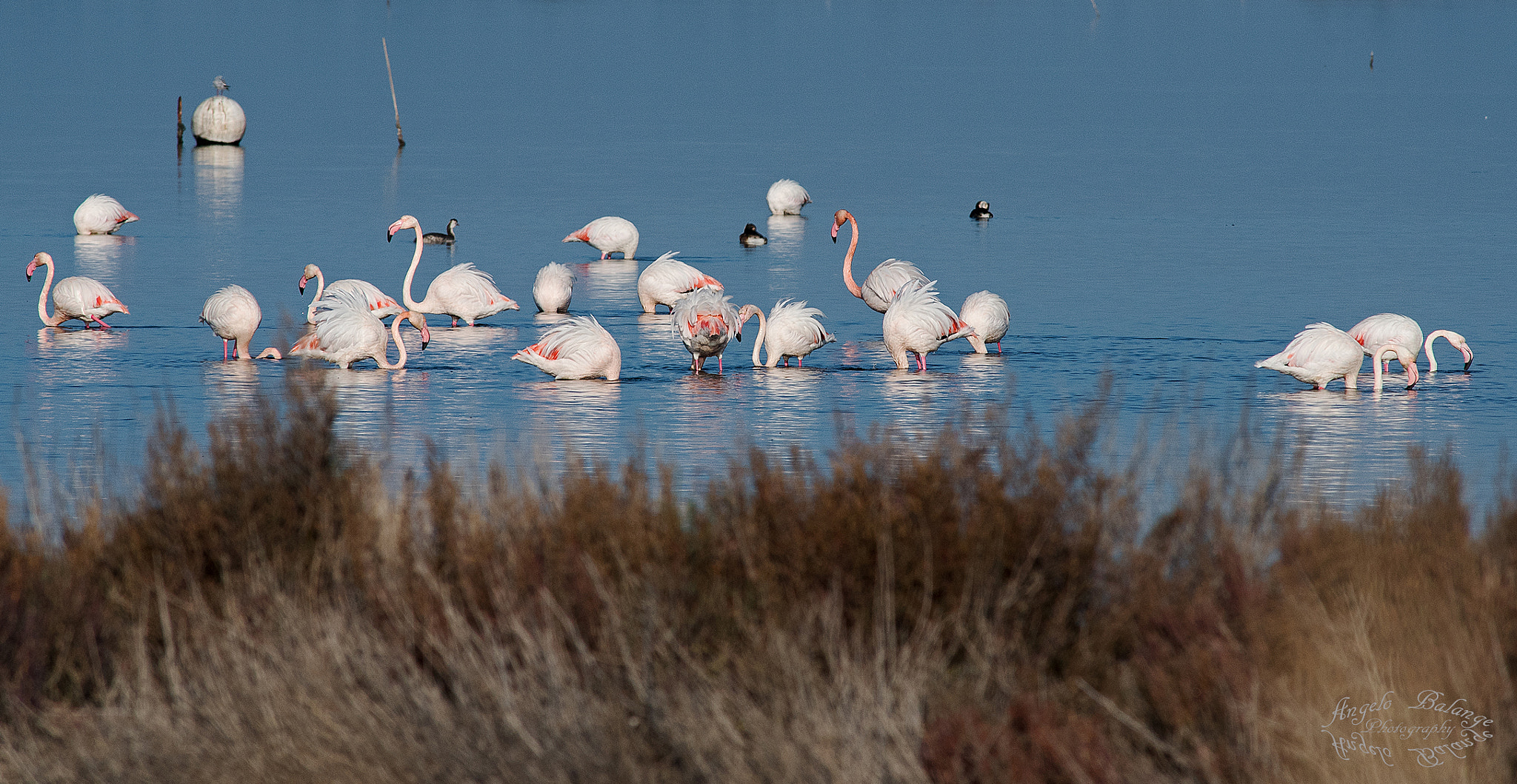 Nikon D750 + AF Nikkor 300mm f/4 IF-ED sample photo. Fenicotteri rosa photography