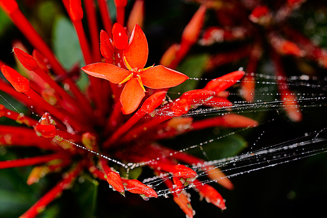 Nikon D7100 + Sigma 150mm F2.8 EX DG Macro HSM sample photo. Bloom photography