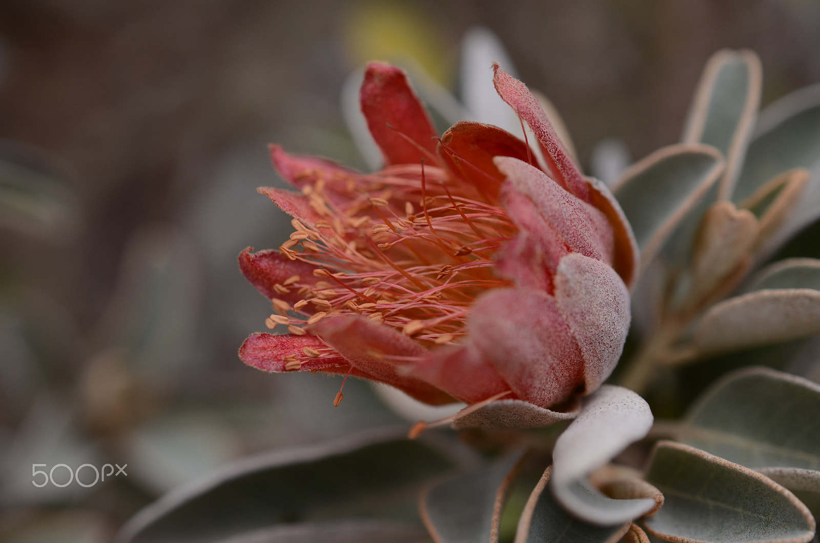 Nikon AF-S DX Micro Nikkor 40mm F2.8 sample photo. Perseverance photography