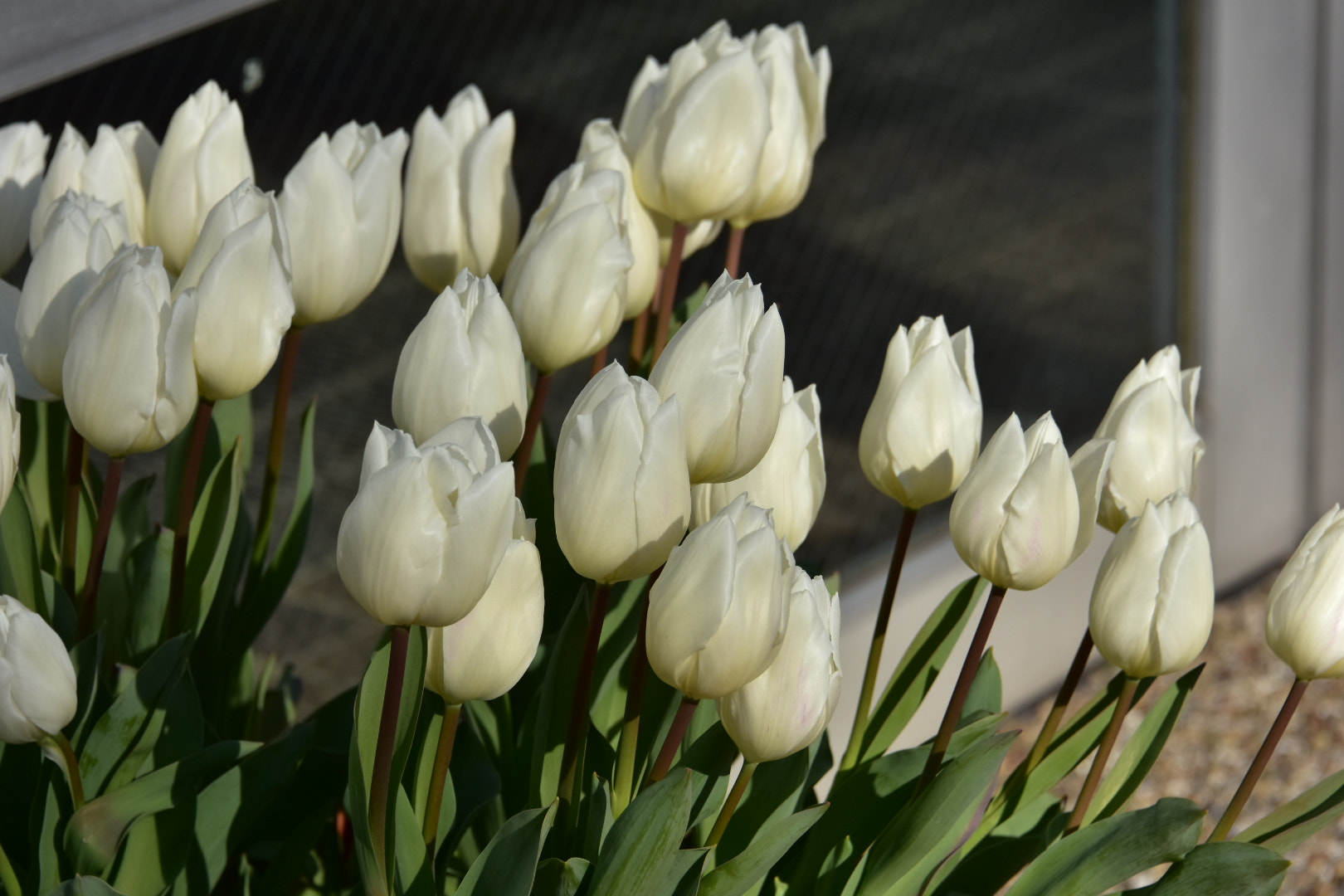 Nikon D7200 sample photo
