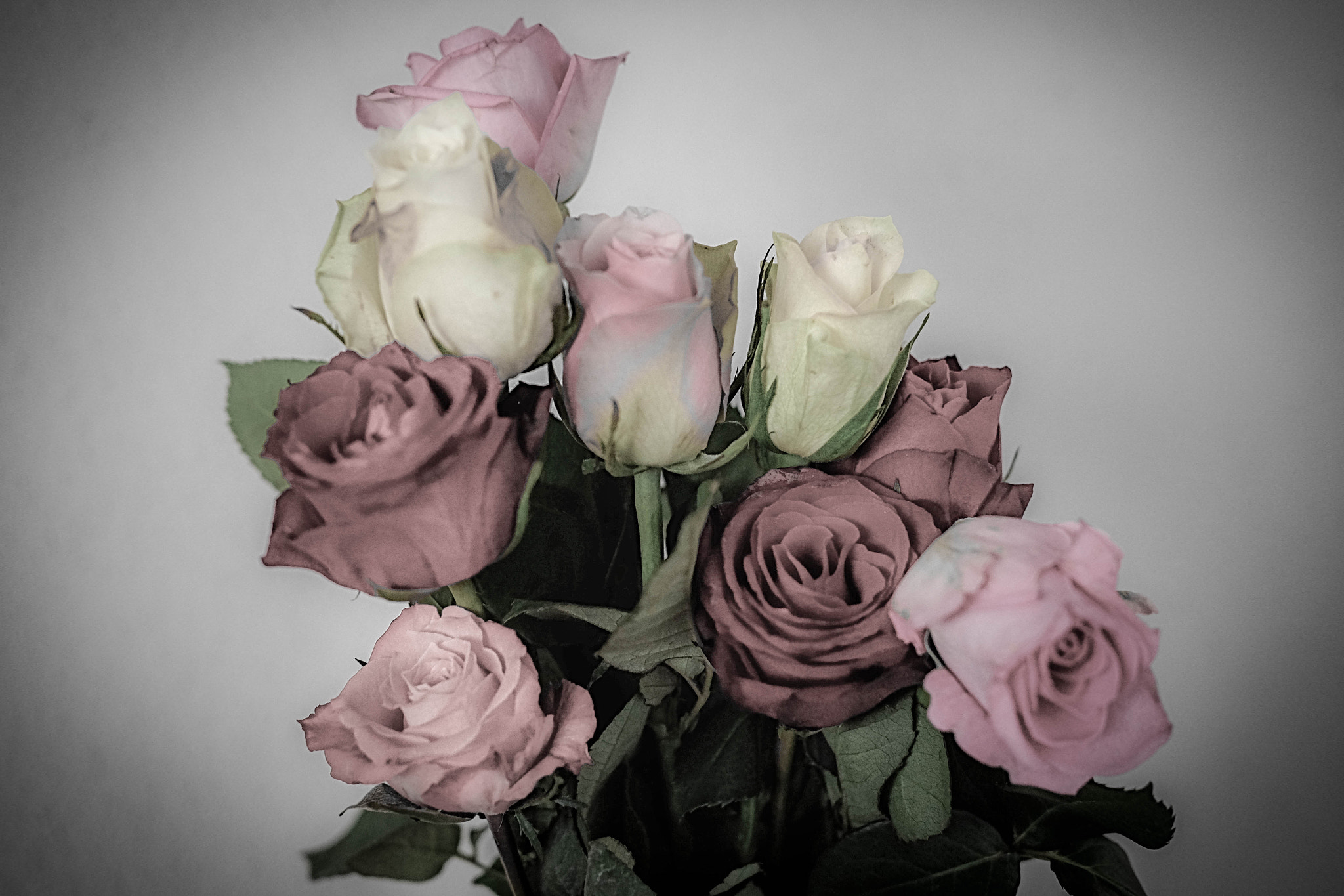 Fujifilm X-T10 + Fujifilm XF 35mm F2 R WR sample photo. Vintage roses photography