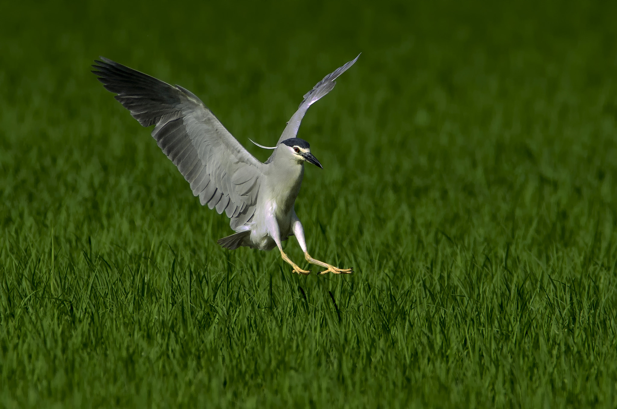 Nikon AF-S Nikkor 300mm F2.8G ED VR II sample photo. Night heron photography