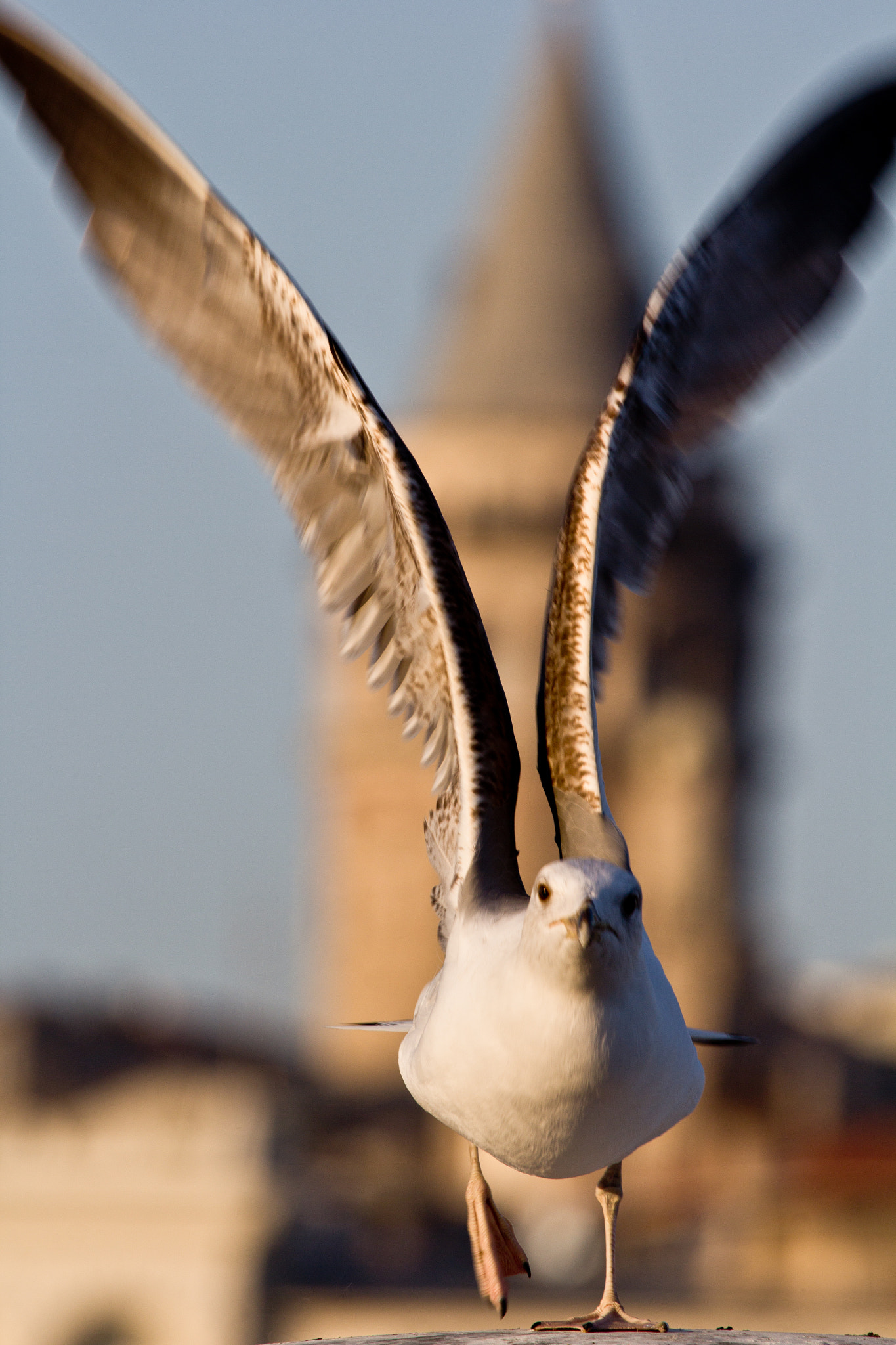 Canon EF 100-400mm F4.5-5.6L IS USM sample photo. Img photography