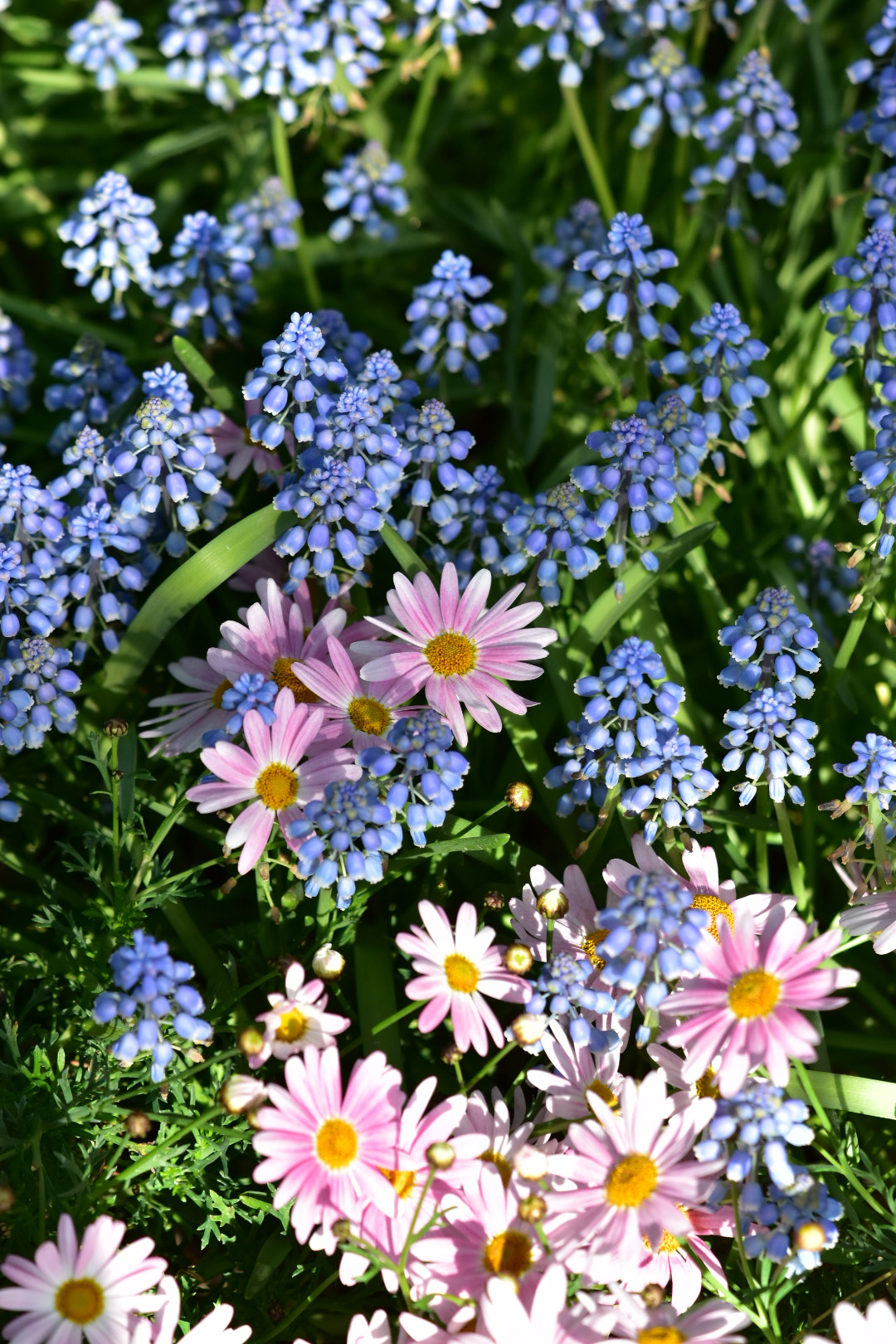 Nikon AF-S DX Micro-Nikkor 85mm F3.5G ED VR sample photo
