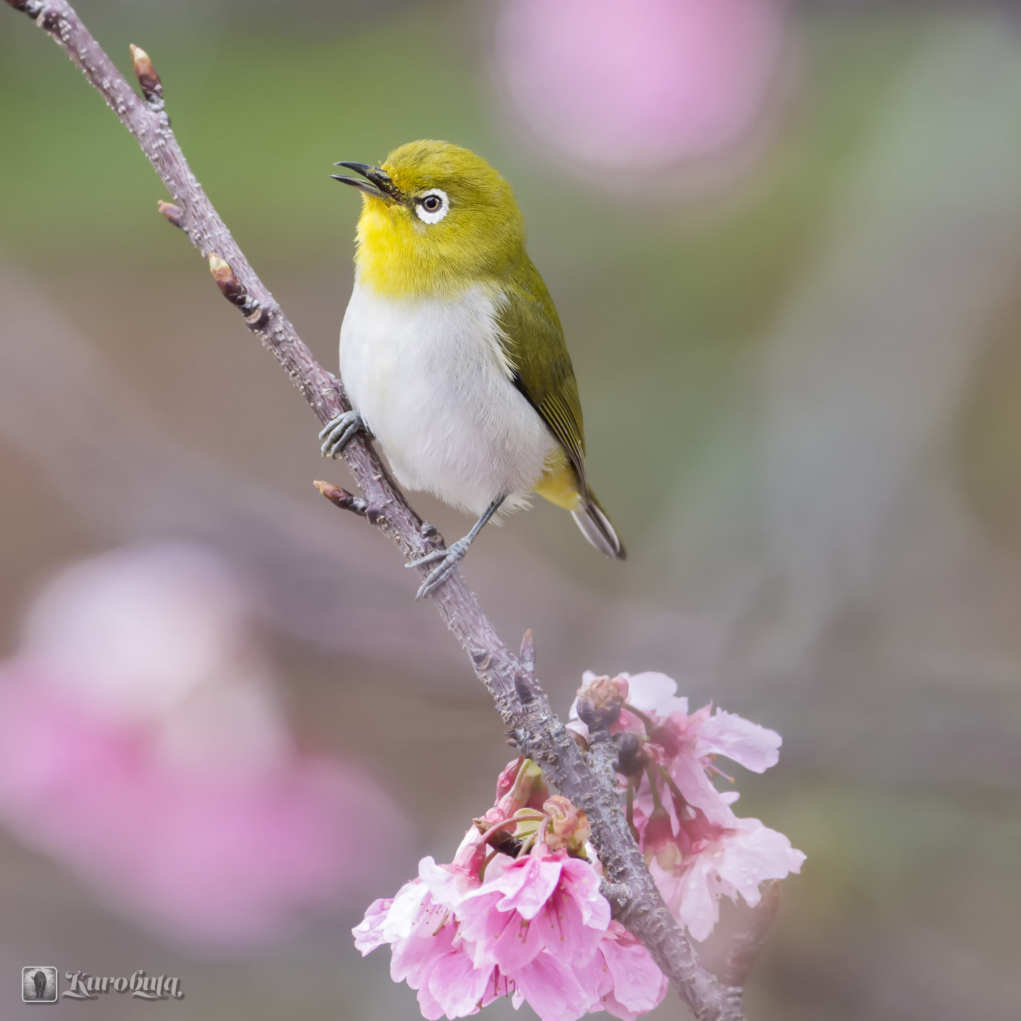 Pentax K-5 IIs sample photo. Cherry blossoms and small birds photography