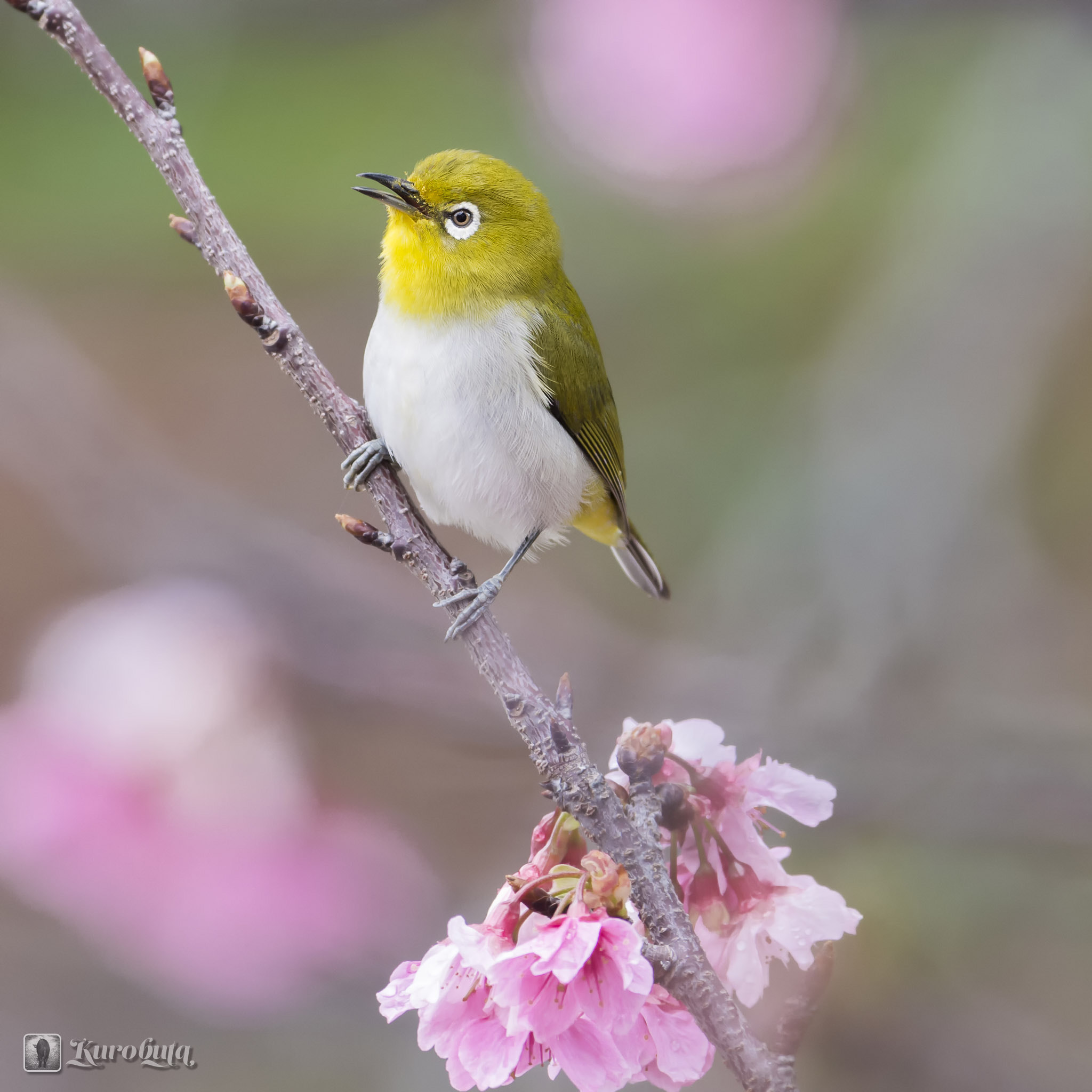 Pentax K-5 IIs + Pentax smc DA* 300mm F4.0 ED (IF) SDM sample photo. Cherry blossoms and small birds photography