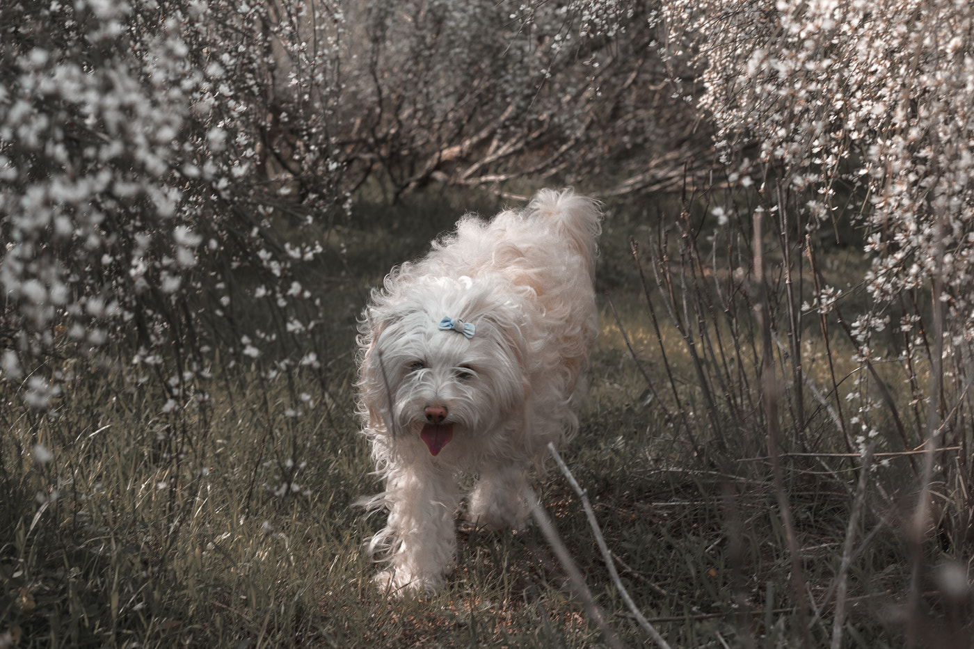 Canon EOS 5DS + Canon EF 50mm F1.4 USM sample photo. Fénix(2) photography