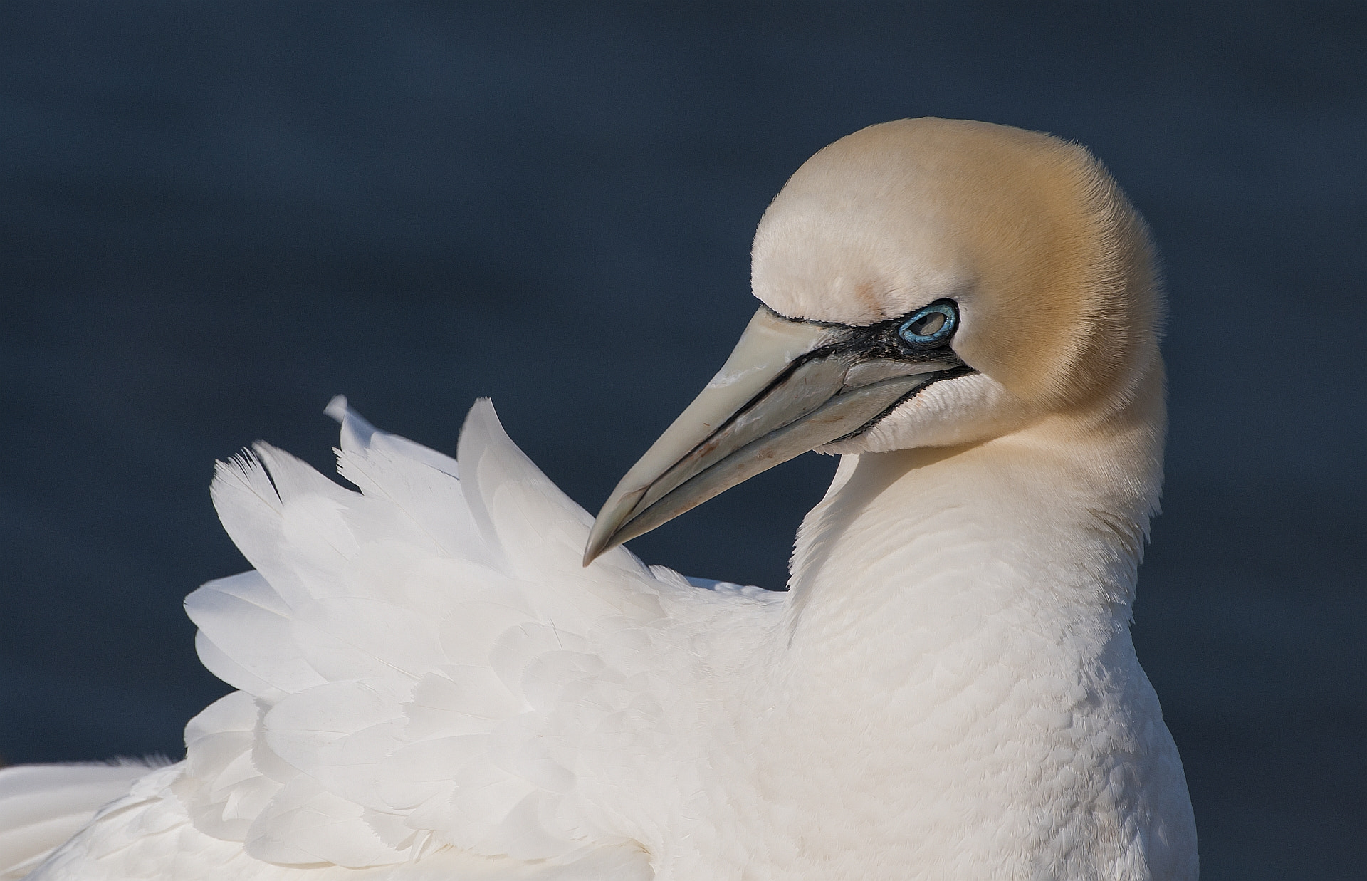 Sigma 50-500mm F4.5-6.3 DG OS HSM sample photo. ... posing gannet (5) ... photography