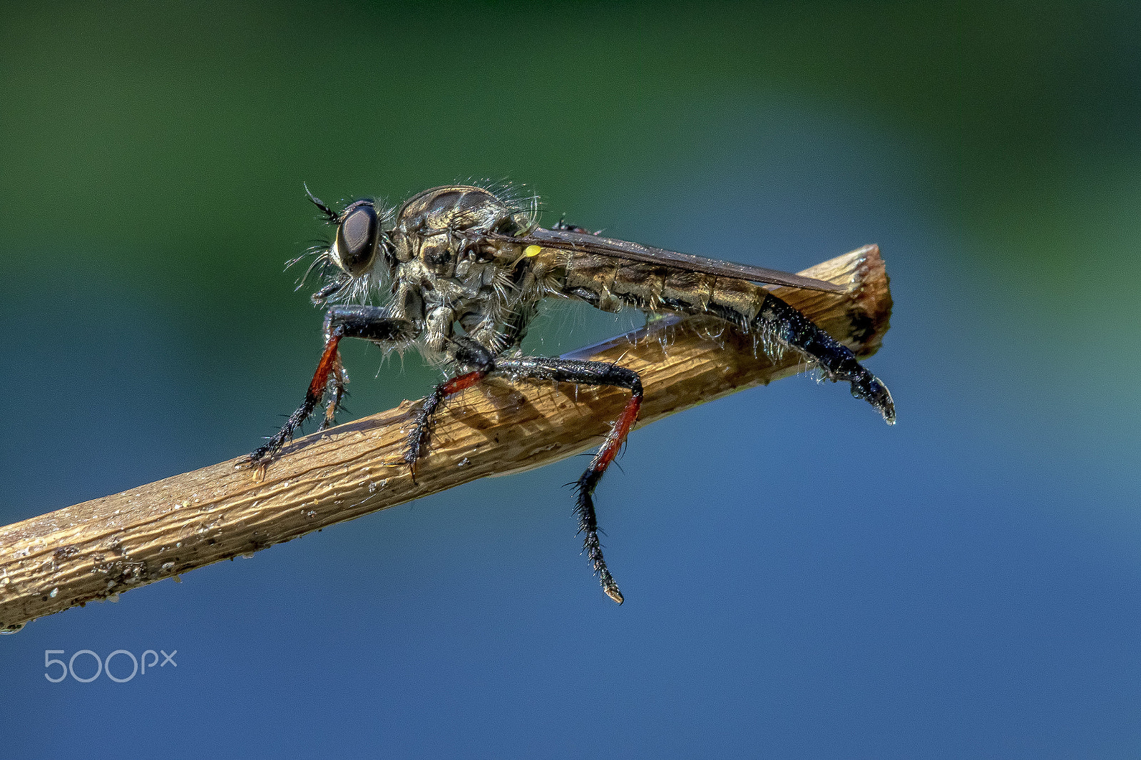 Canon EF 100mm F2.8 Macro USM sample photo. Robber fly photography