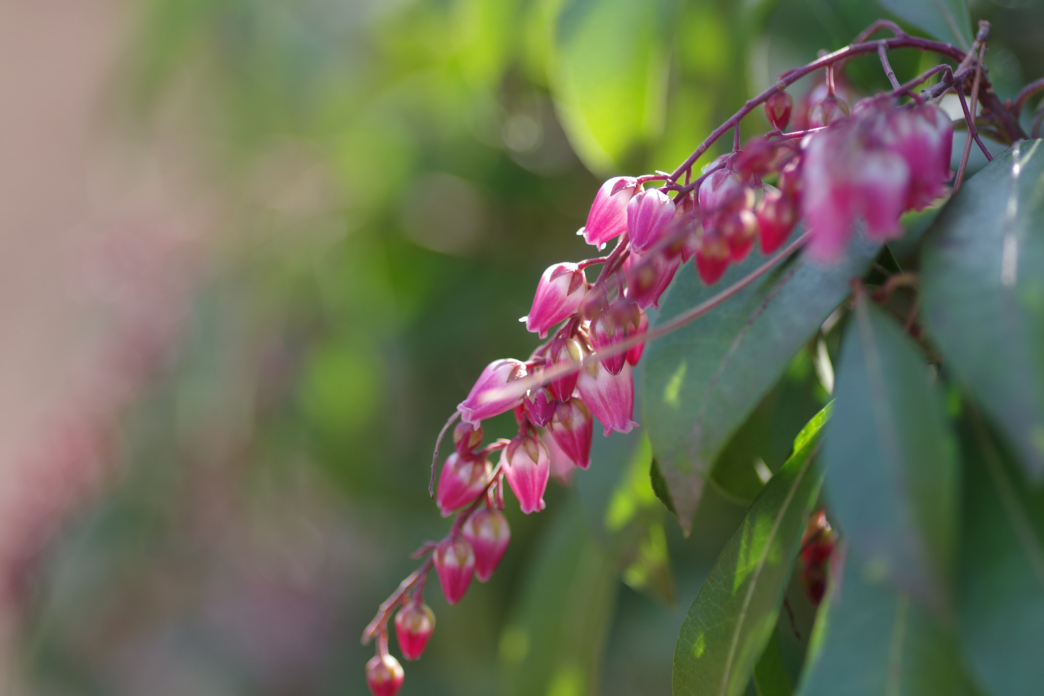 Pentax smc D-FA 100mm F2.8 Macro WR sample photo. Pieris japonica (馬酔木) 2017-1 photography